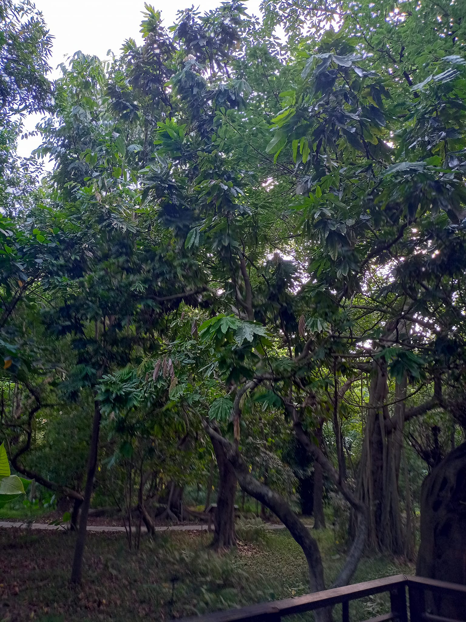 看無憂樹心無罣礙