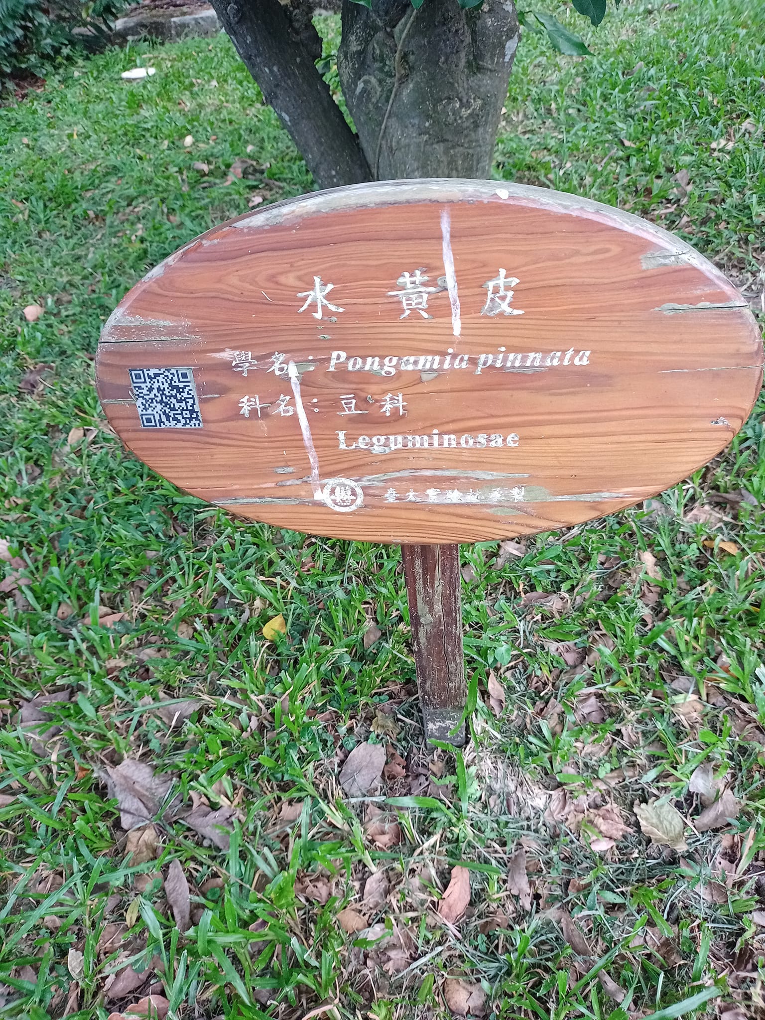 翻身了，水黃皮