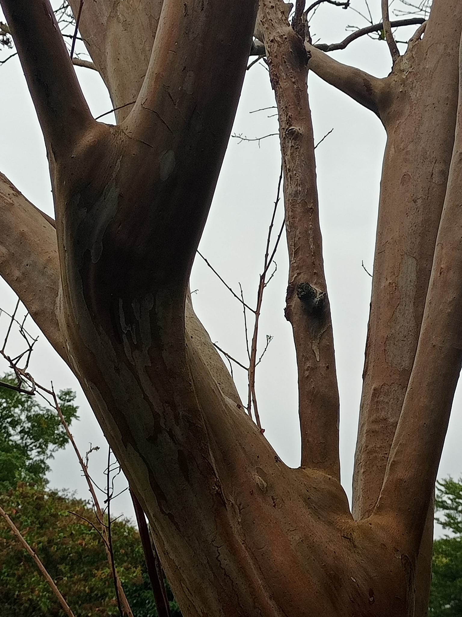 紫薇枯冬樹幹猴不爬