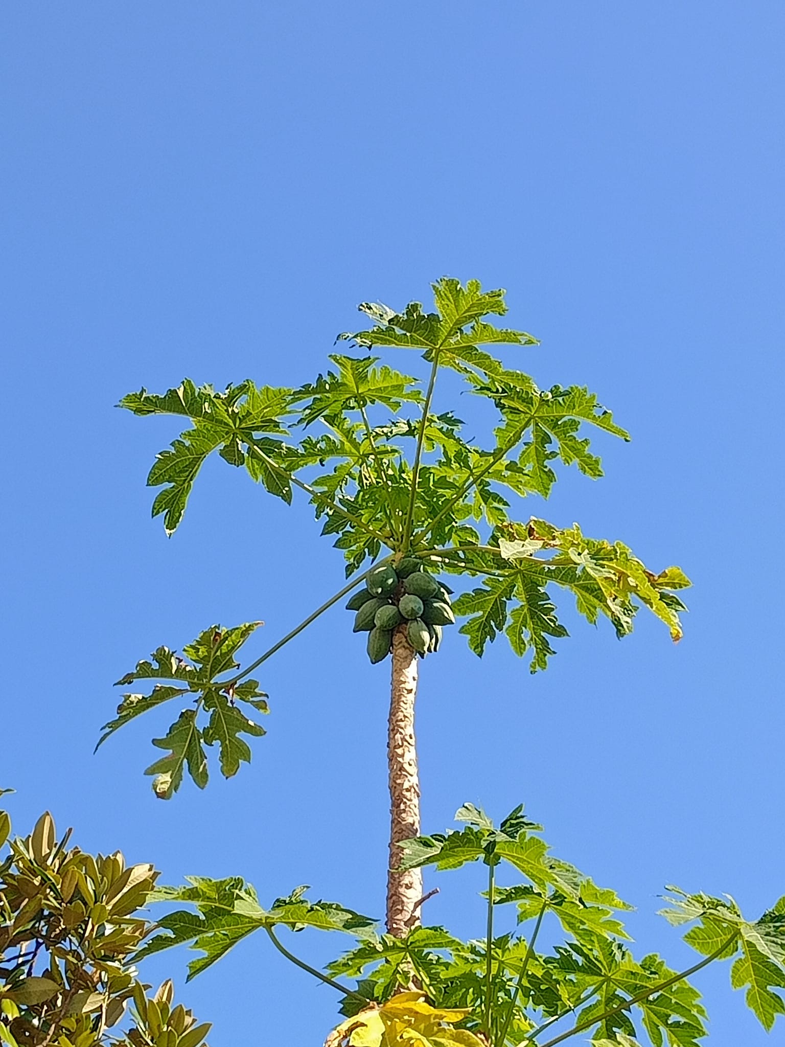 懷纍果與天爭高