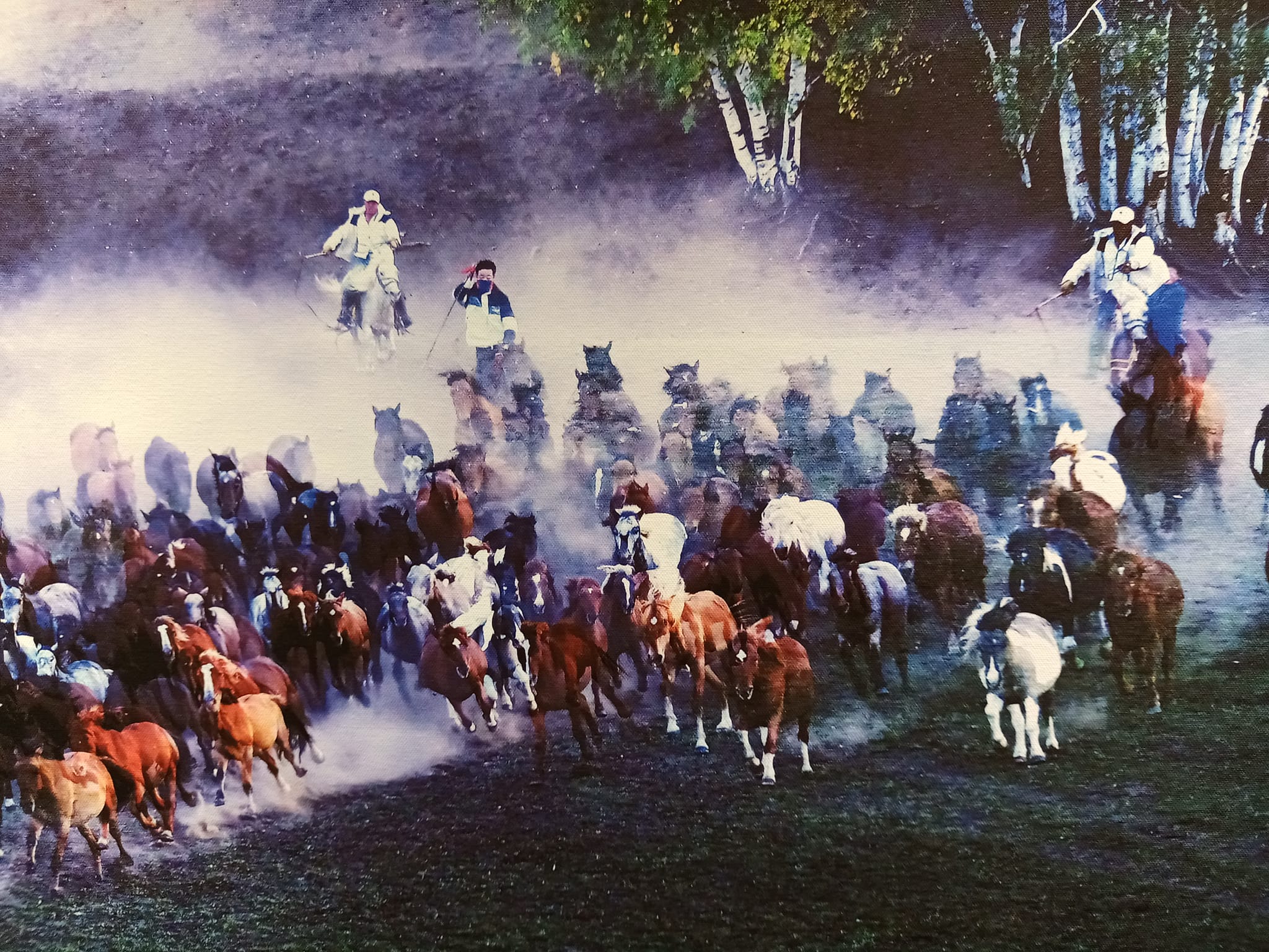 驚艷，光耀駿馬