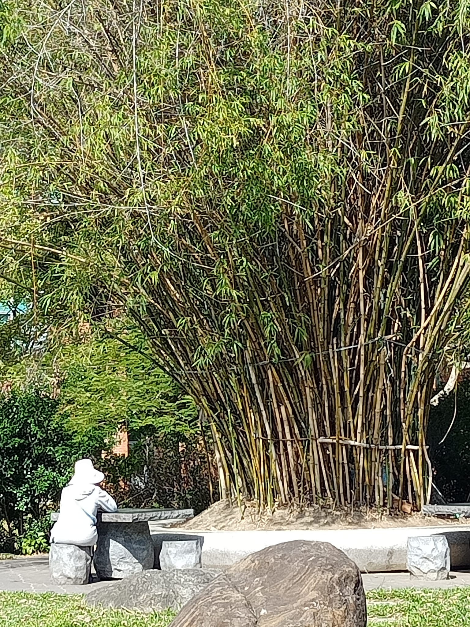 看烏葉竹的省思