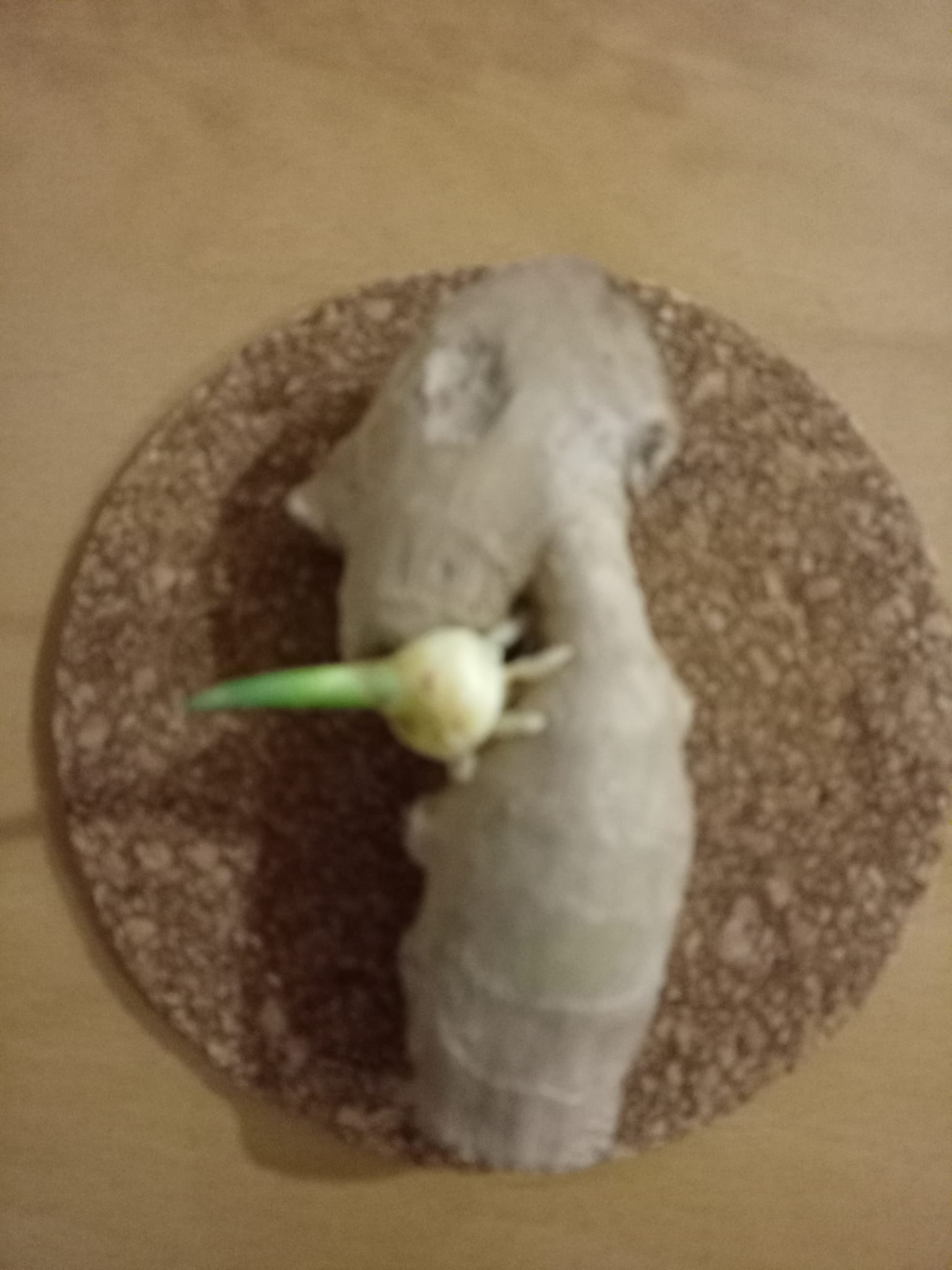 鹿角老薑長嫩芽