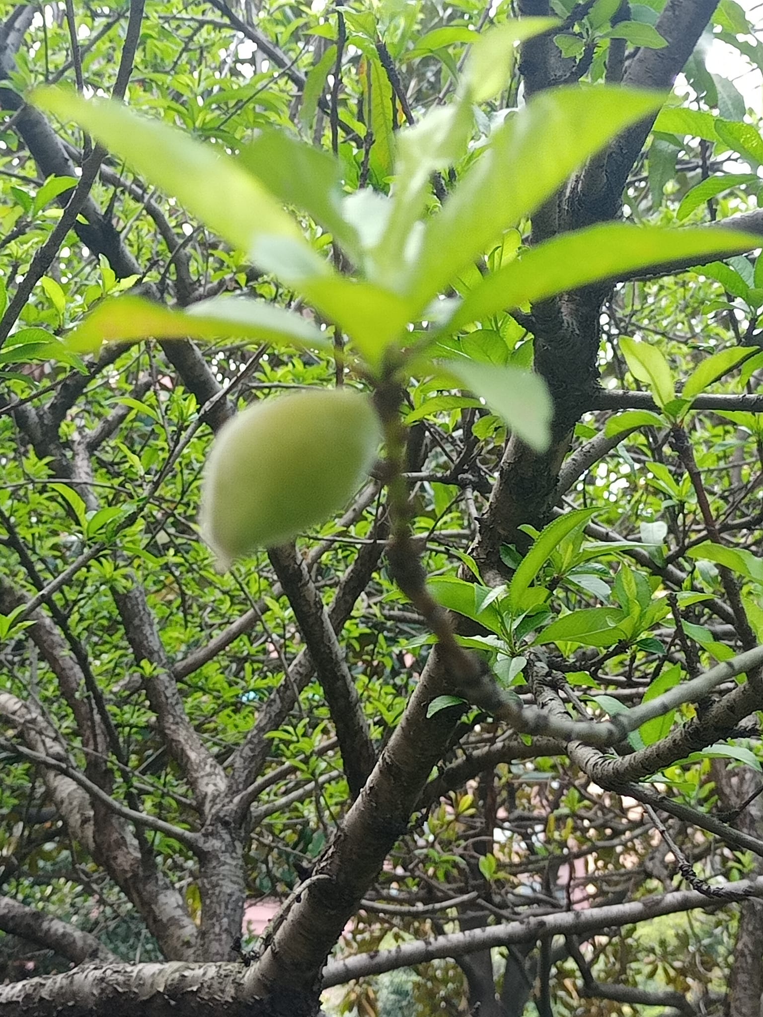 孤寂小桃深有意