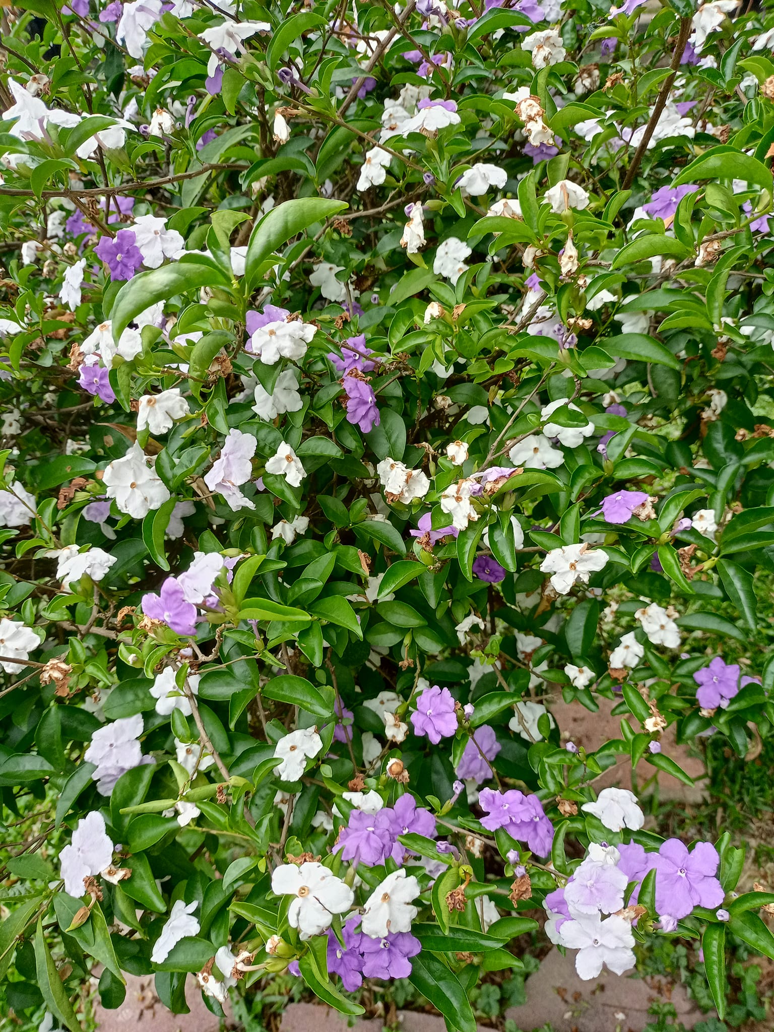 番茉莉，變色花