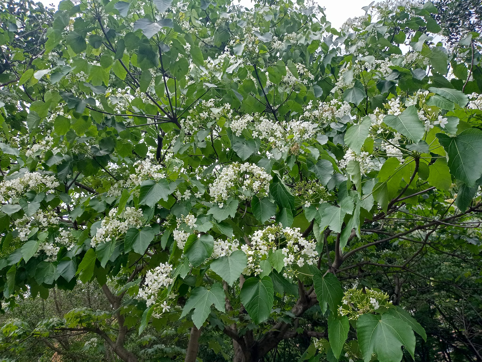 千年桐，一日花
