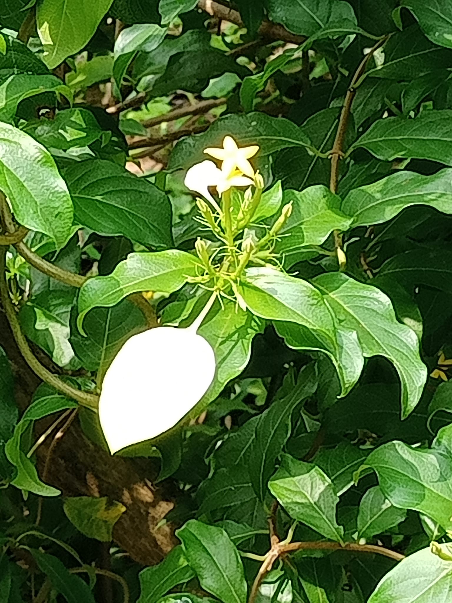 玉葉金花貴氣不凡