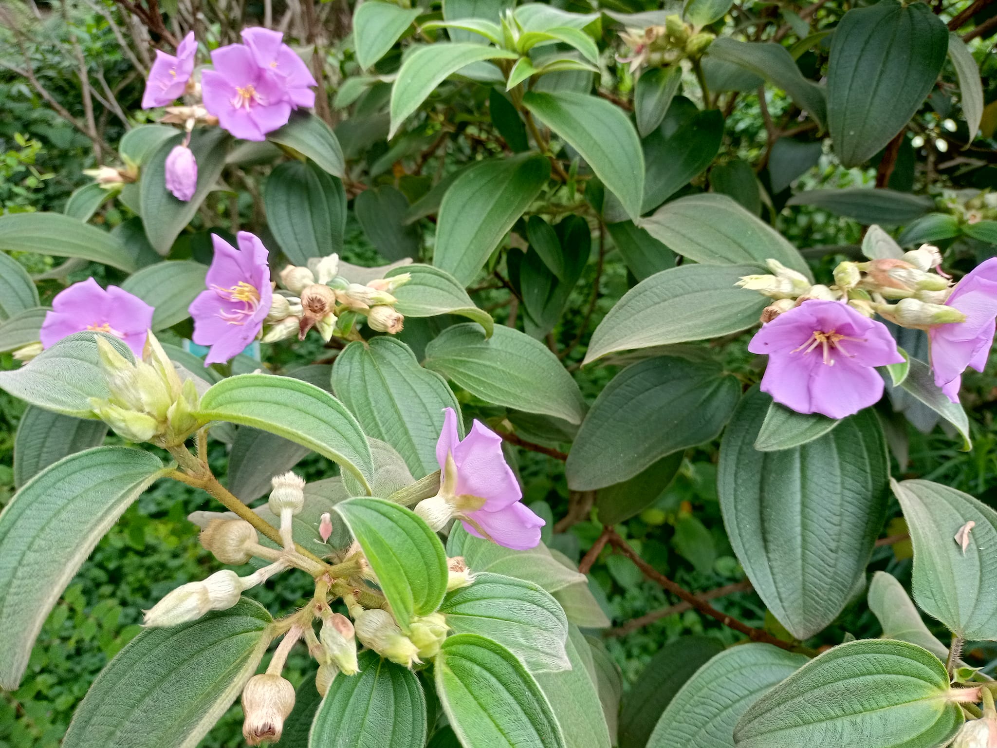 我愛野牡丹在公園角落，看到紫紅