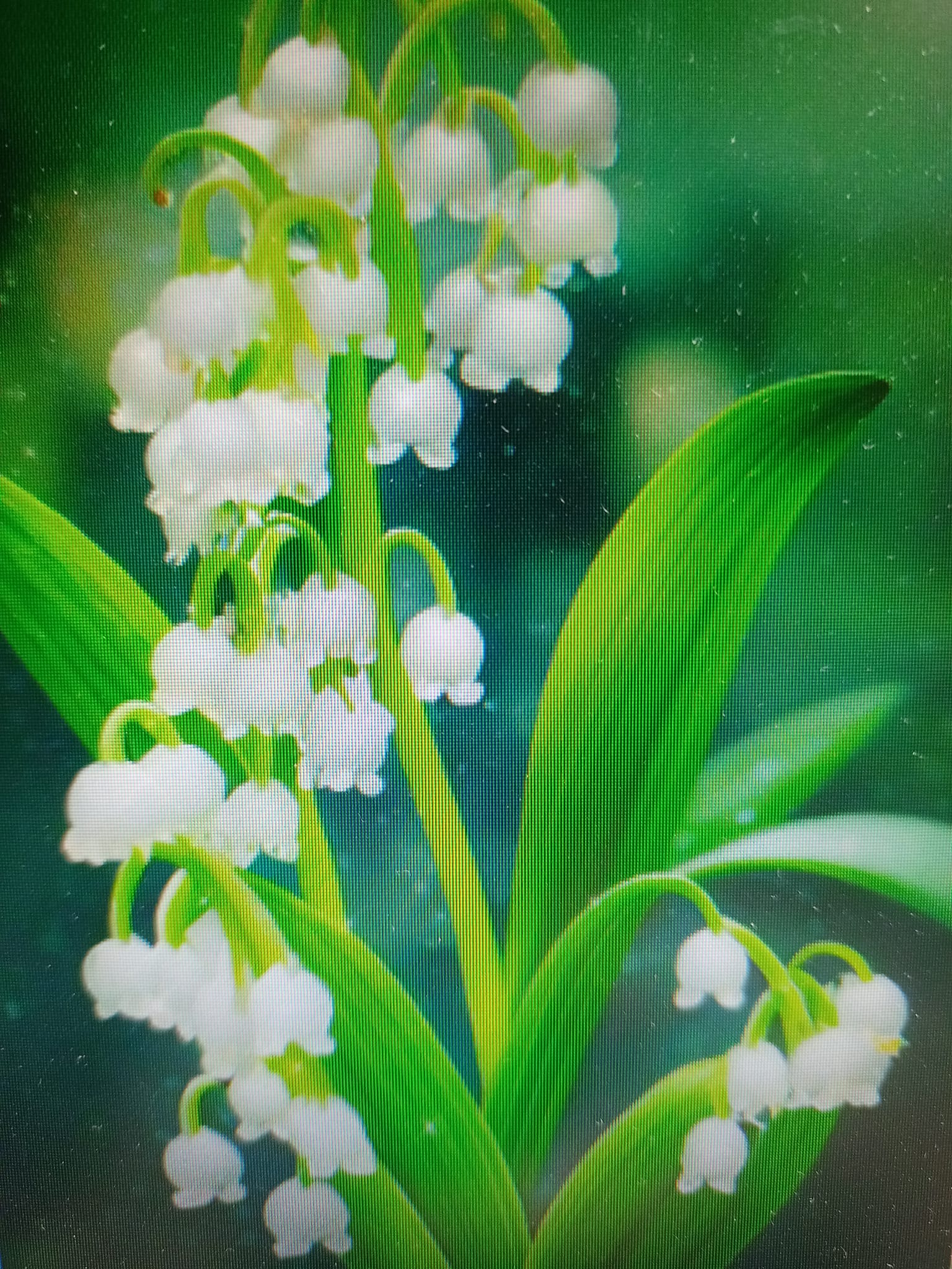 曾禁唱的“鈴蘭花”