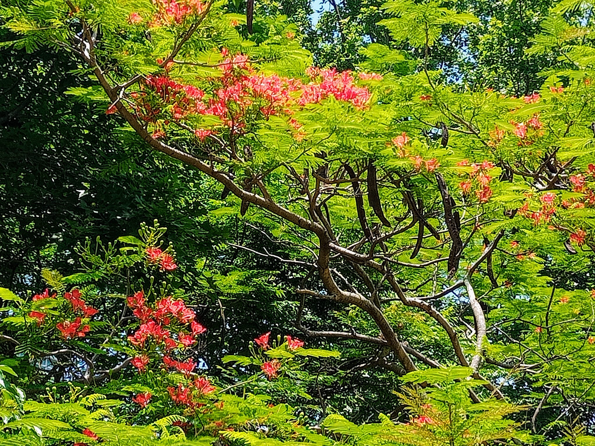 樹梢火焰旺鳳凰花開時