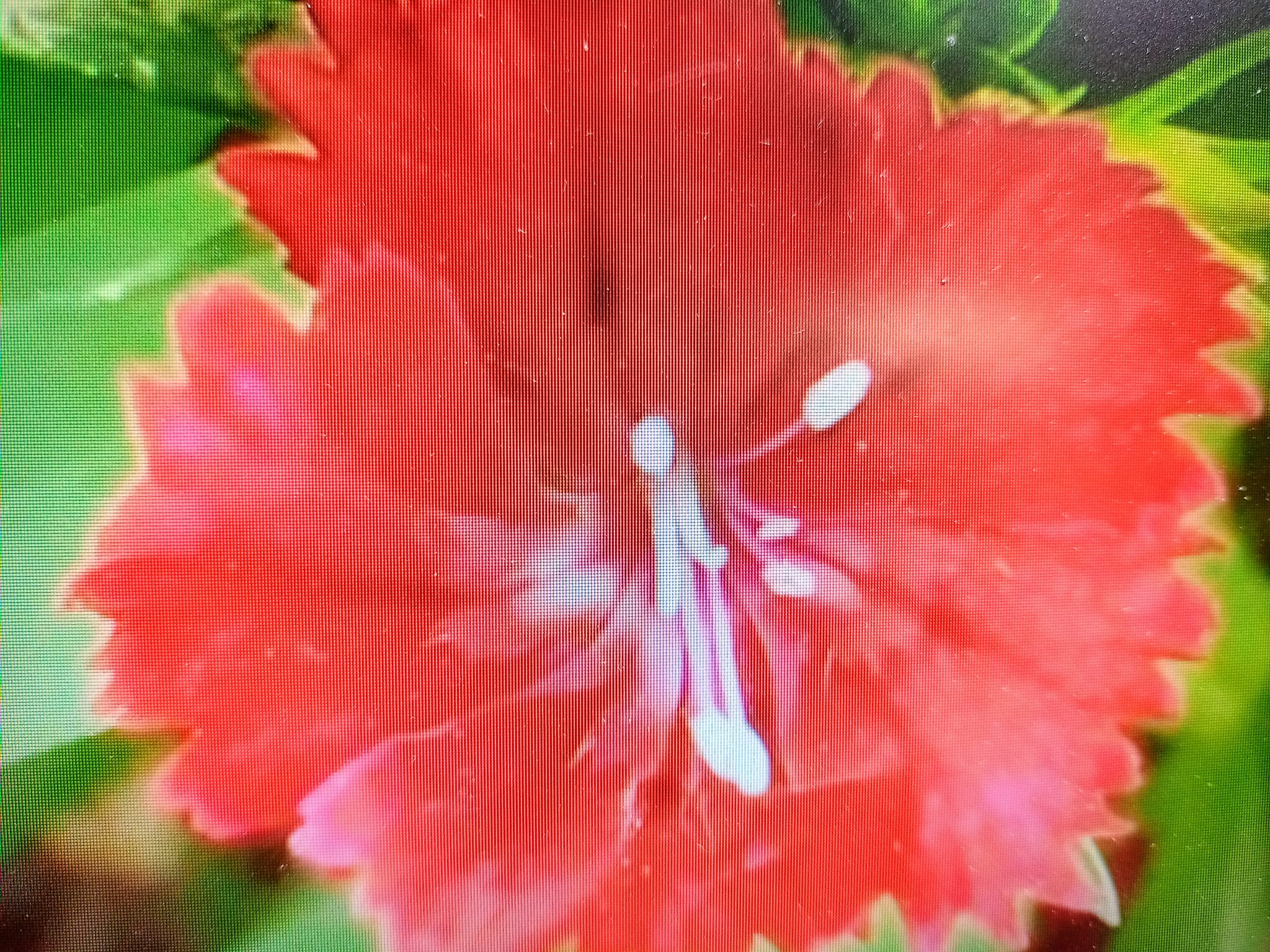 英雄的紅石竹花