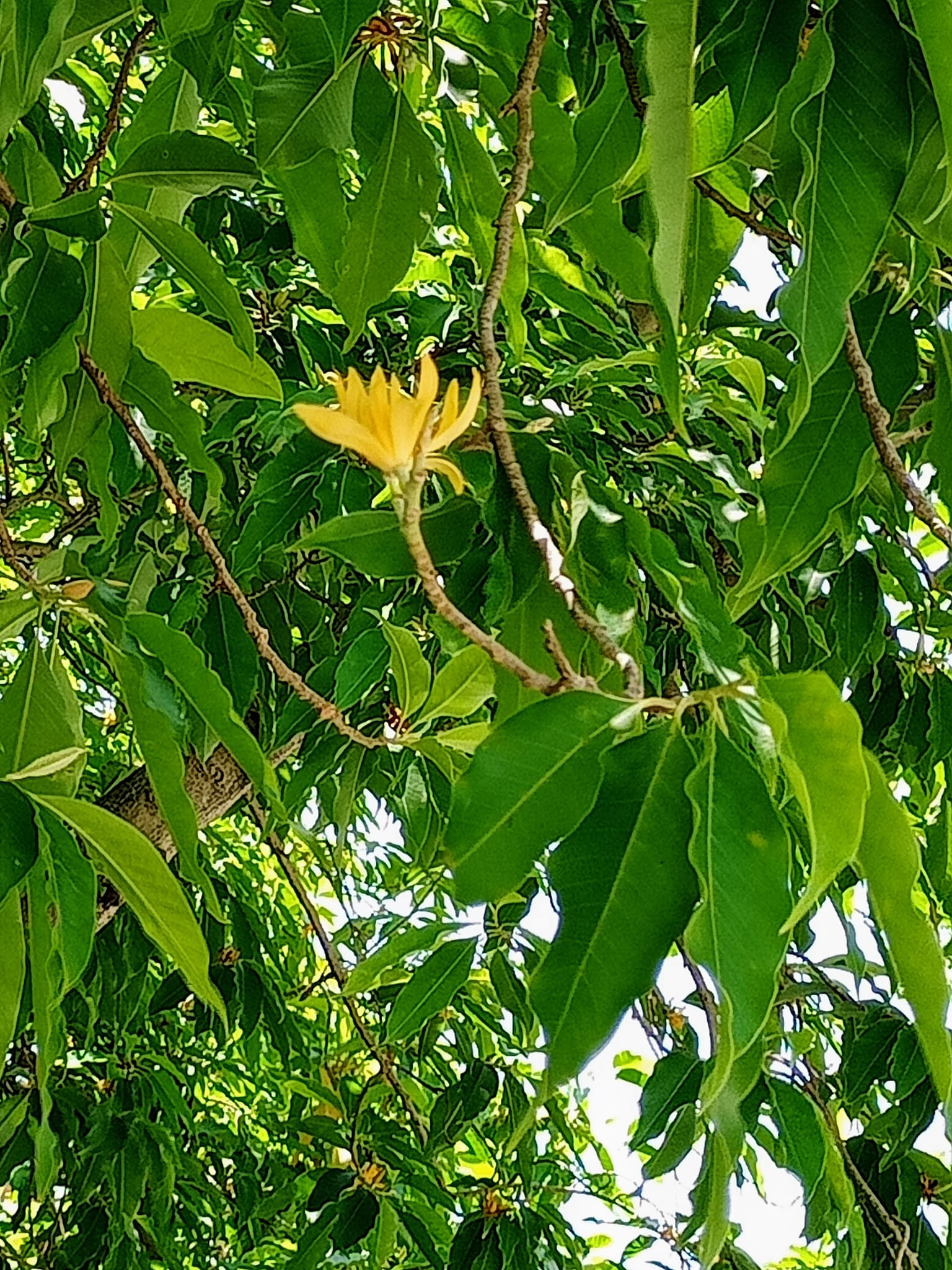 黃玉蘭含笑枝頭