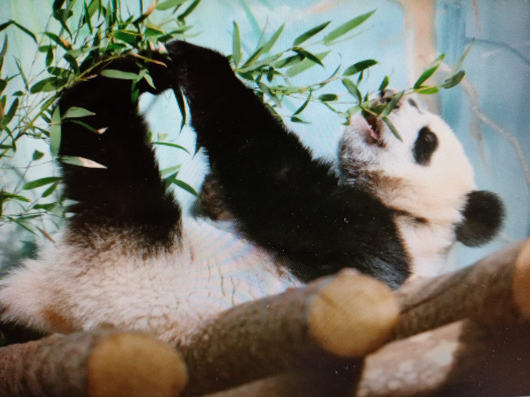 “喀秋莎”小熊貓