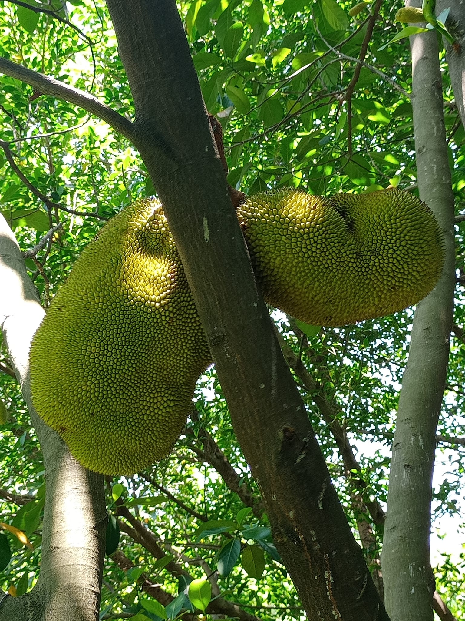 哇！“牛肚子果”