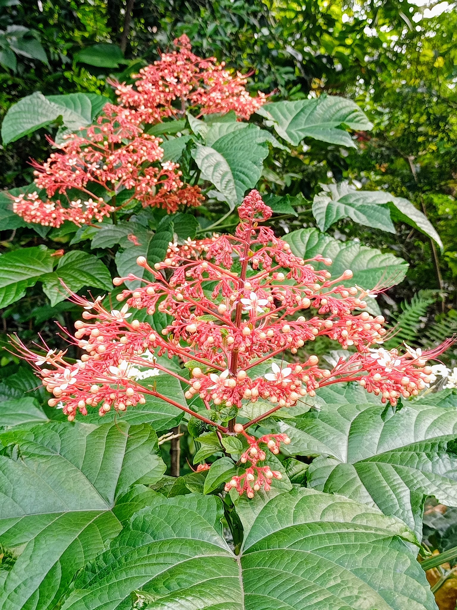 寶塔龍船花端午節討吉祥