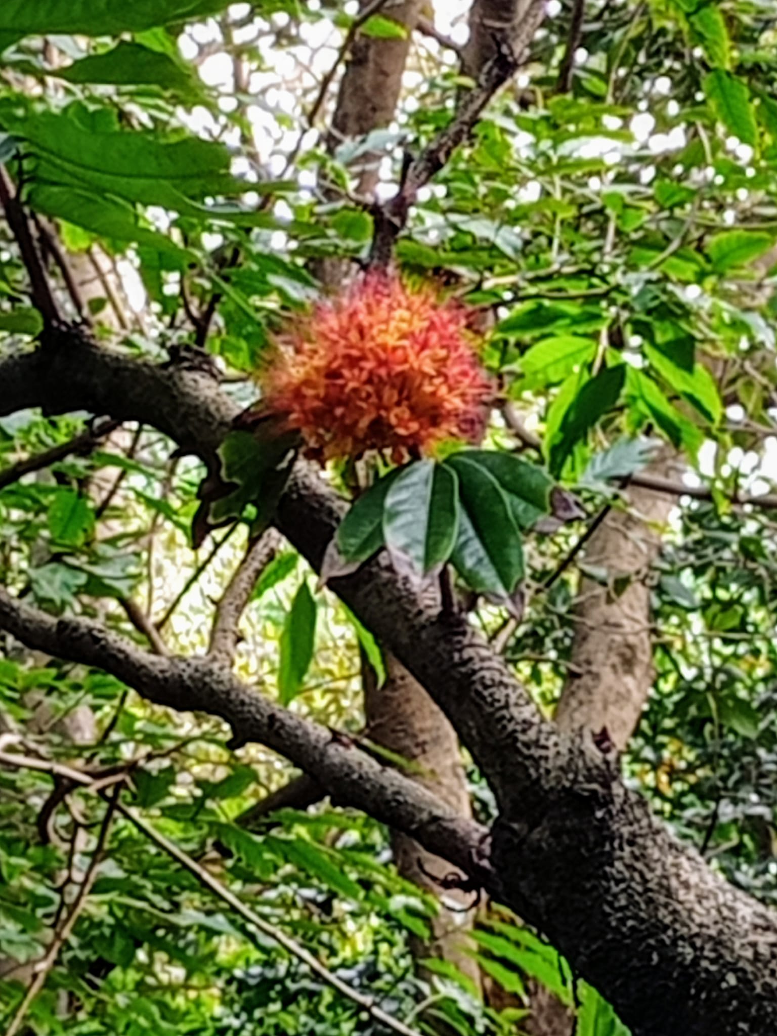 喜見無憂樹開花