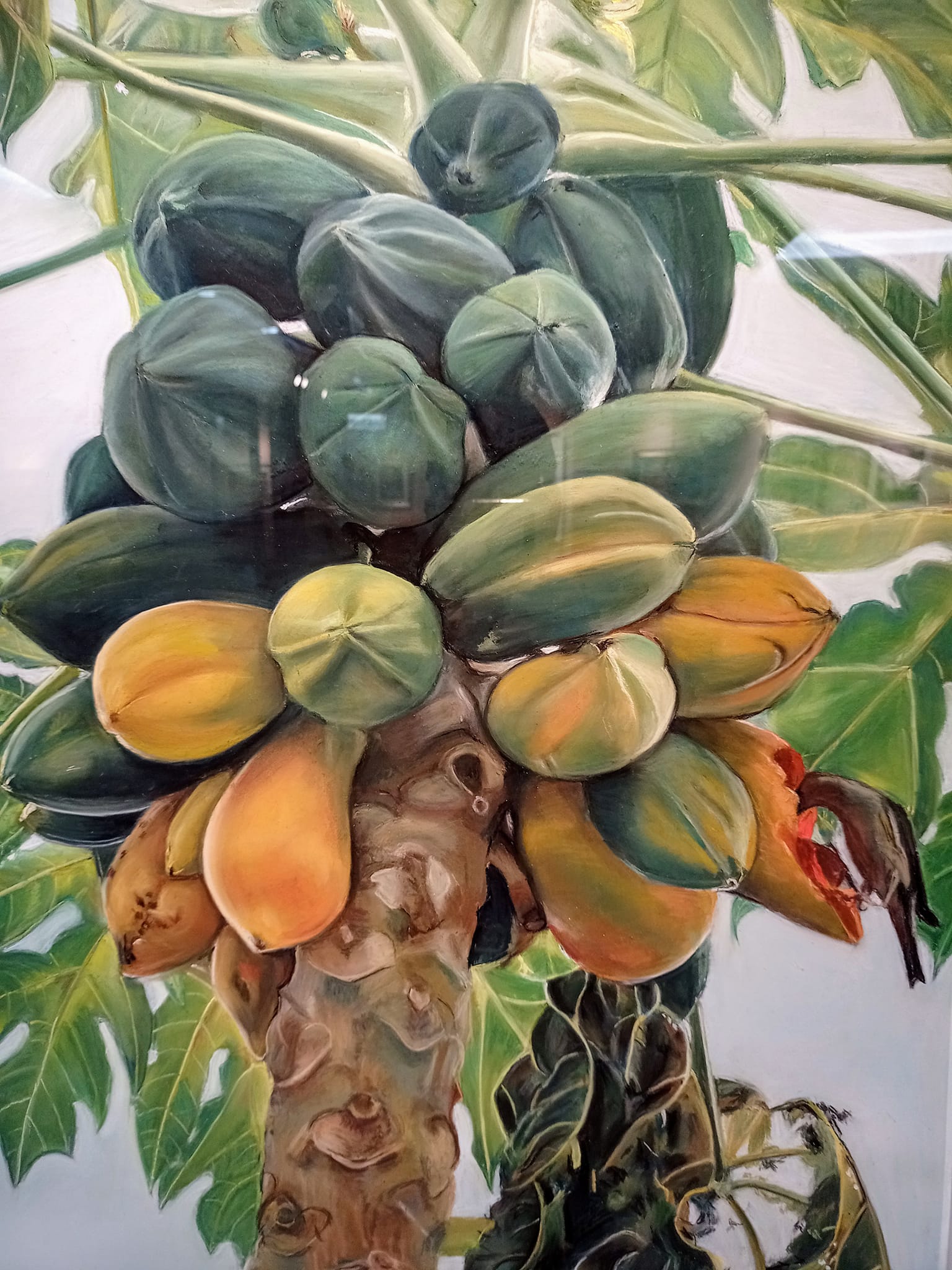 番木瓜，萬壽果