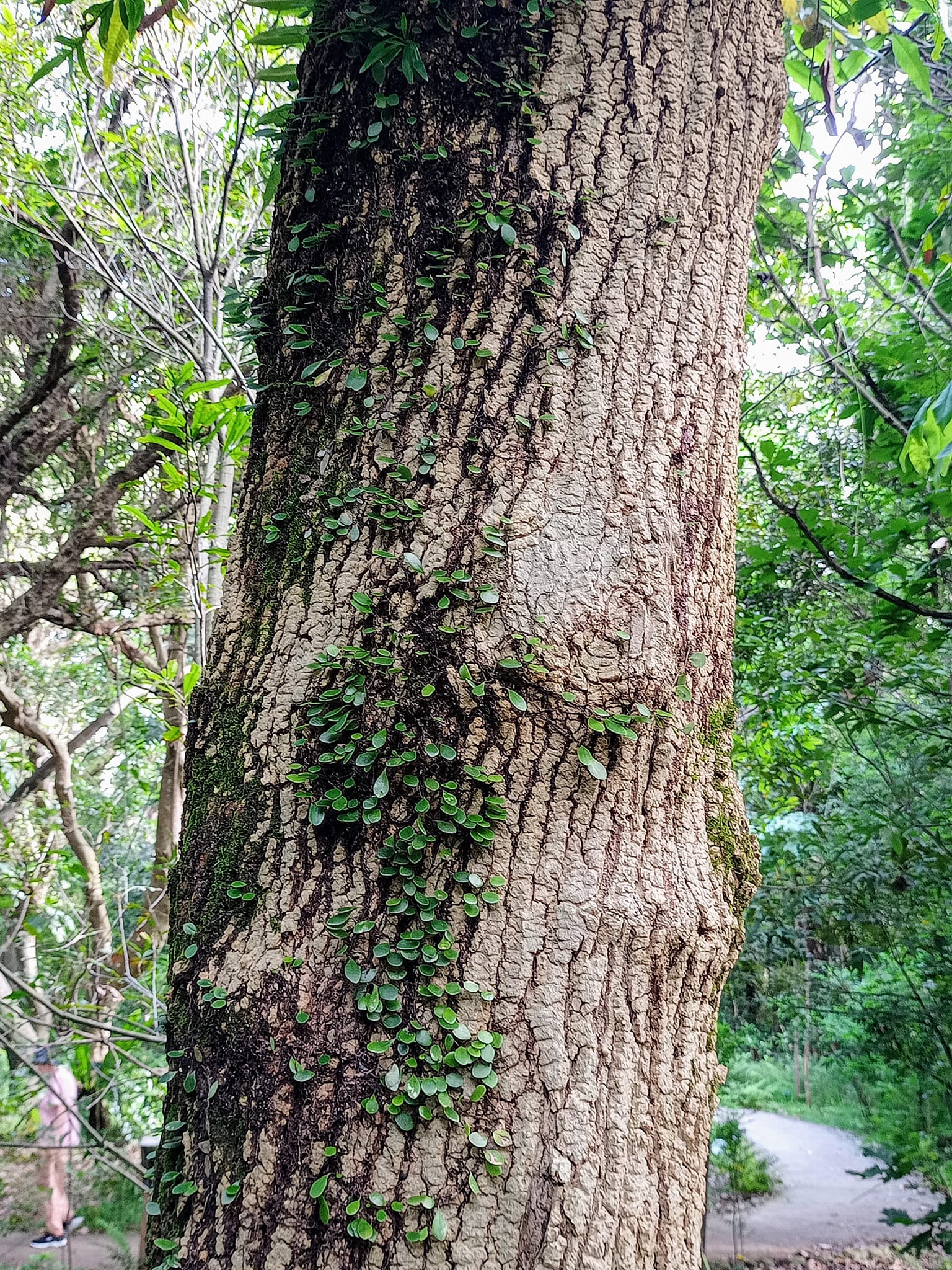 喜見喜樹防治癌症寶物