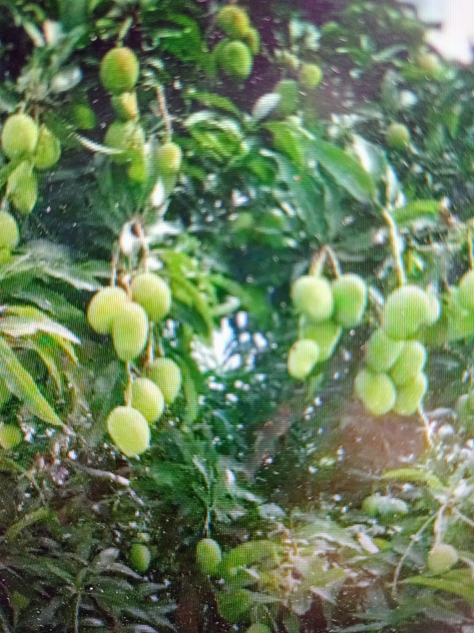 芒果樹也是聖樹