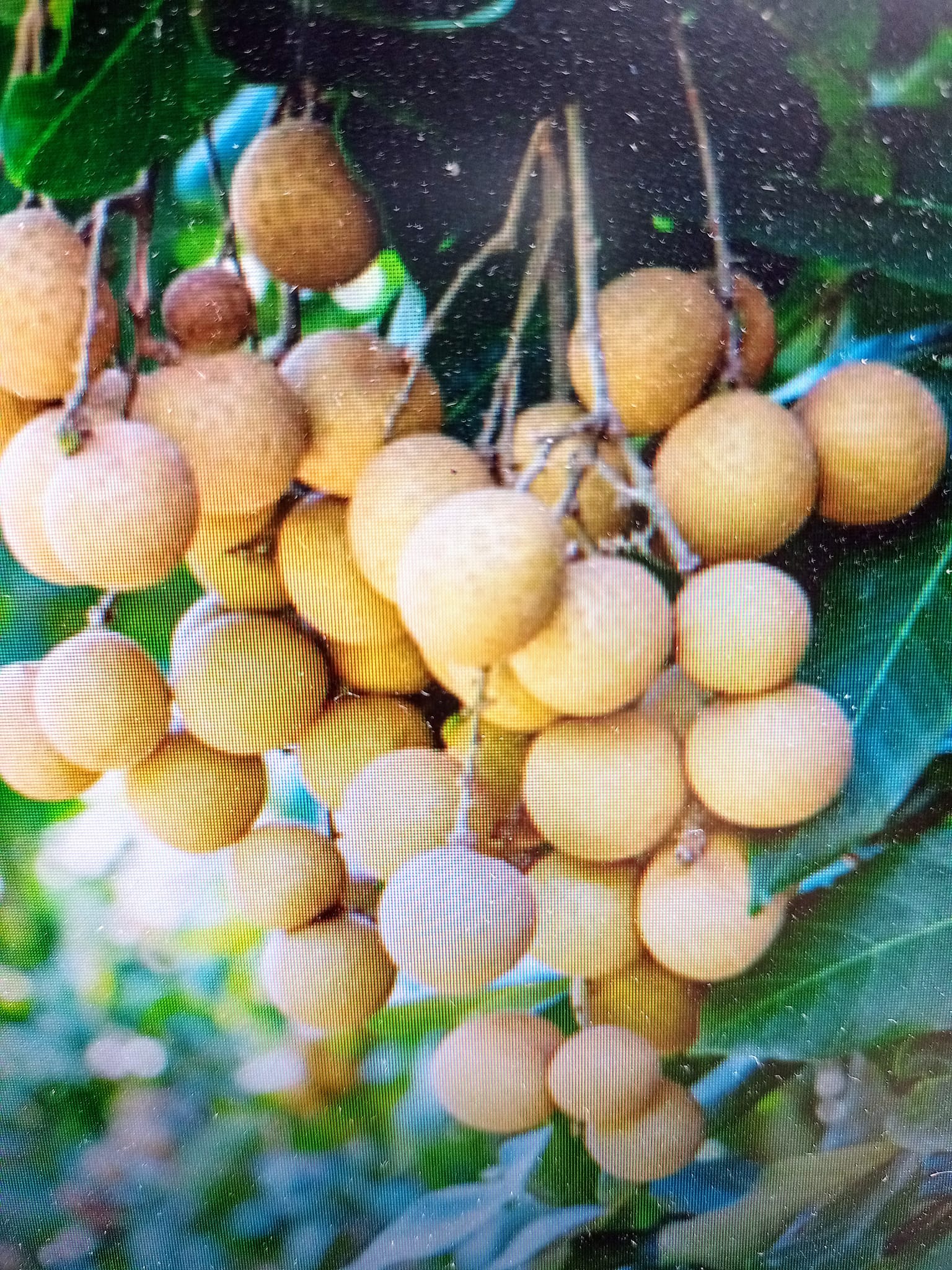 龍眼益智，卻是荔枝奴