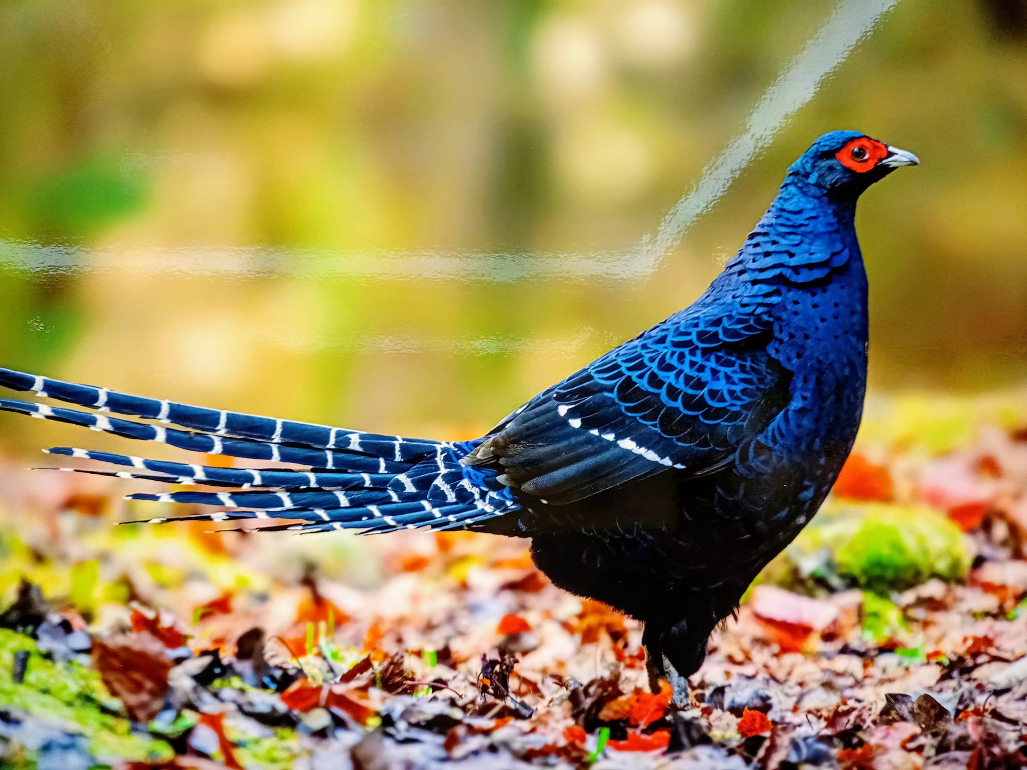 喜見發財鳥颱風過後，到台灣圖書