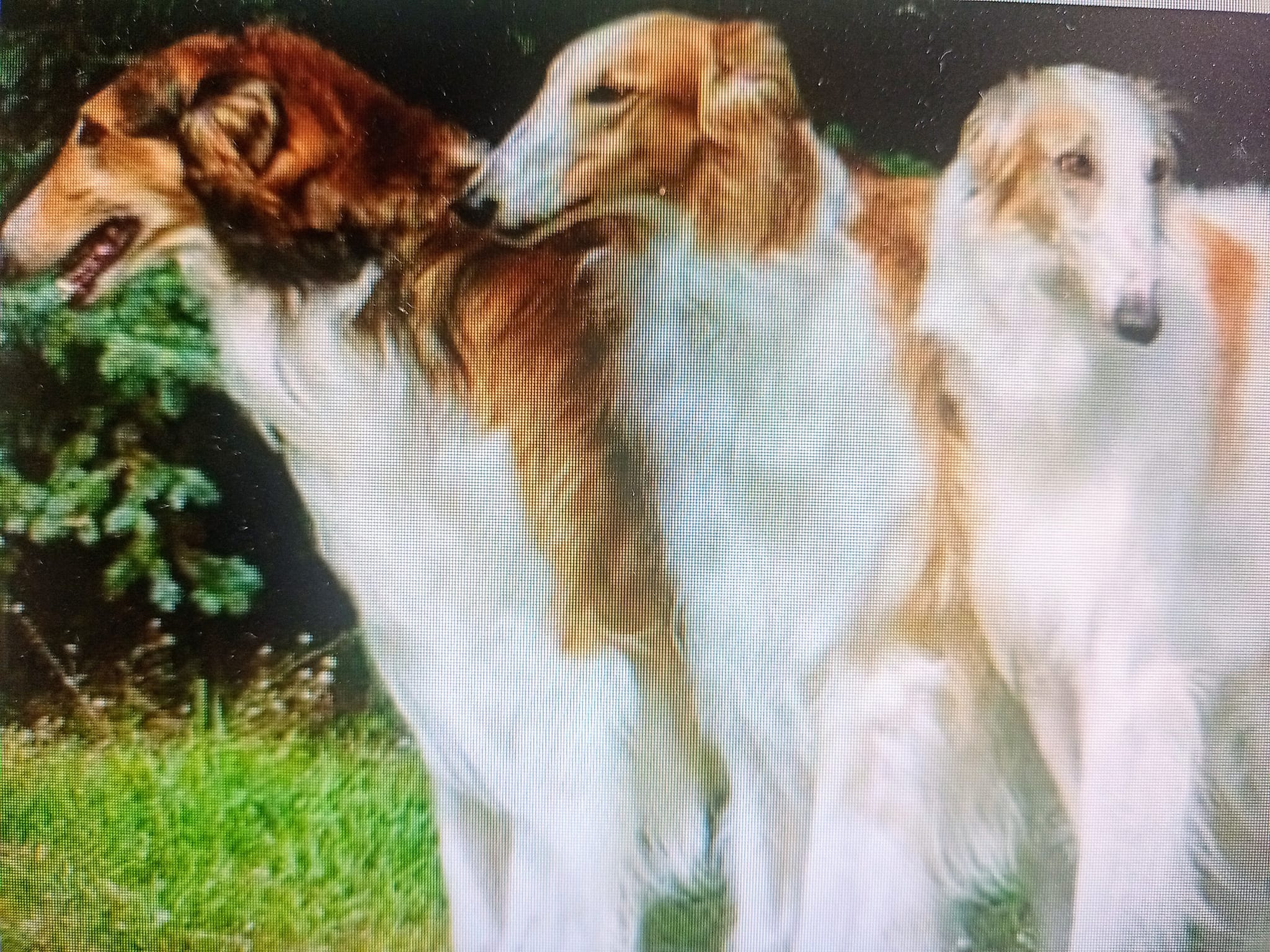 敏捷與優雅結合