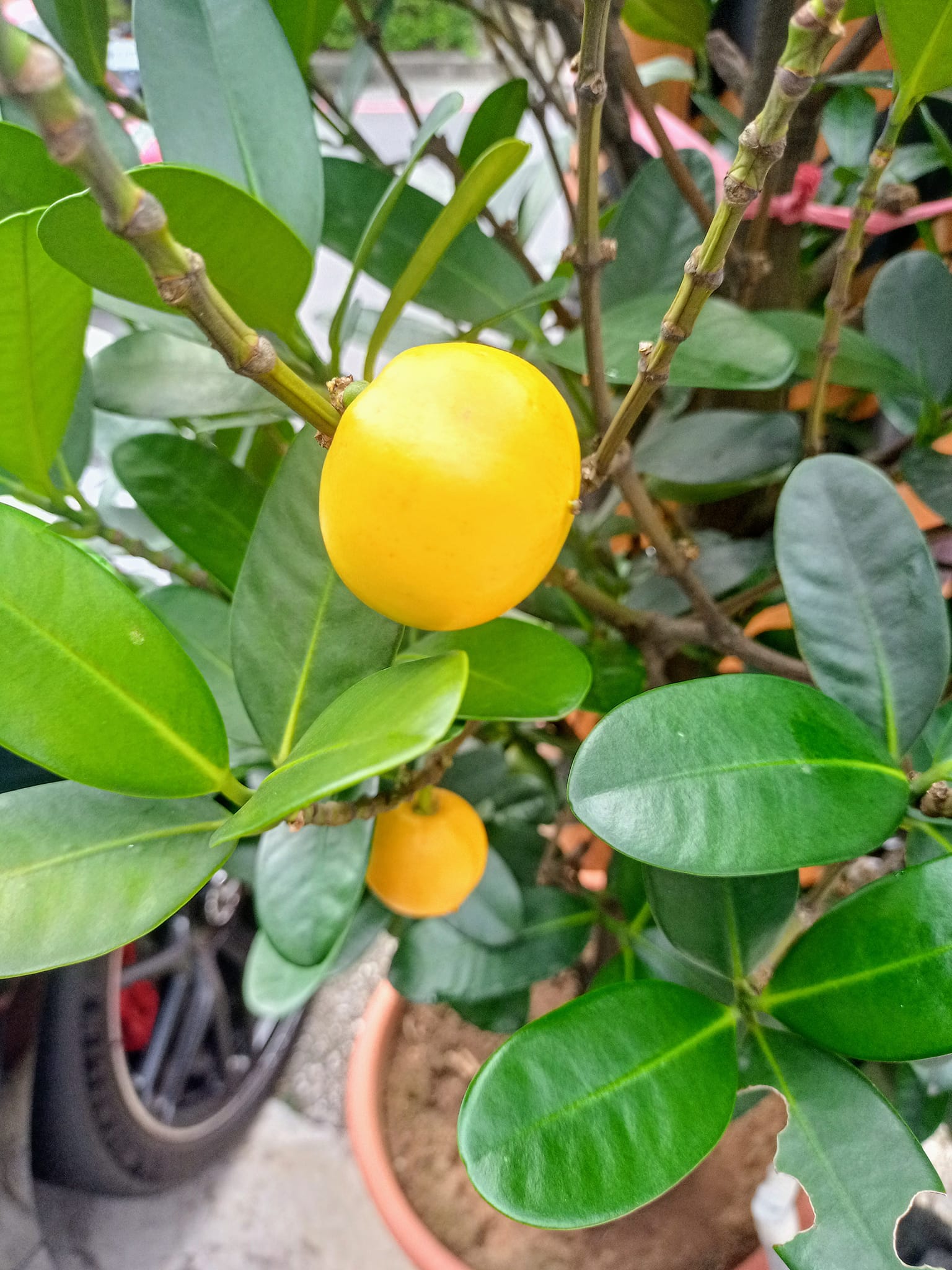 喜見福木結福果