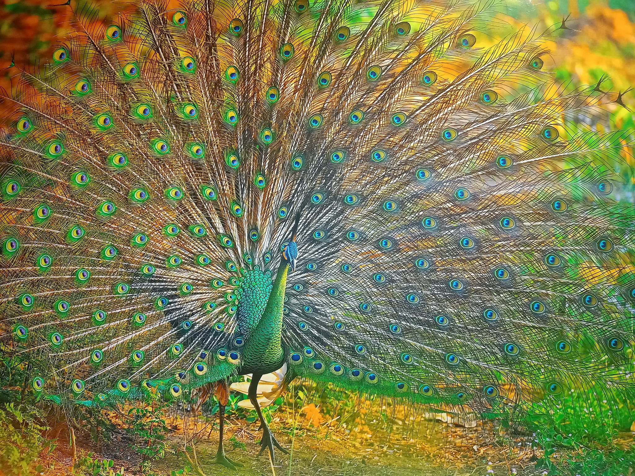 綠孔雀開屏見者吉祥太平