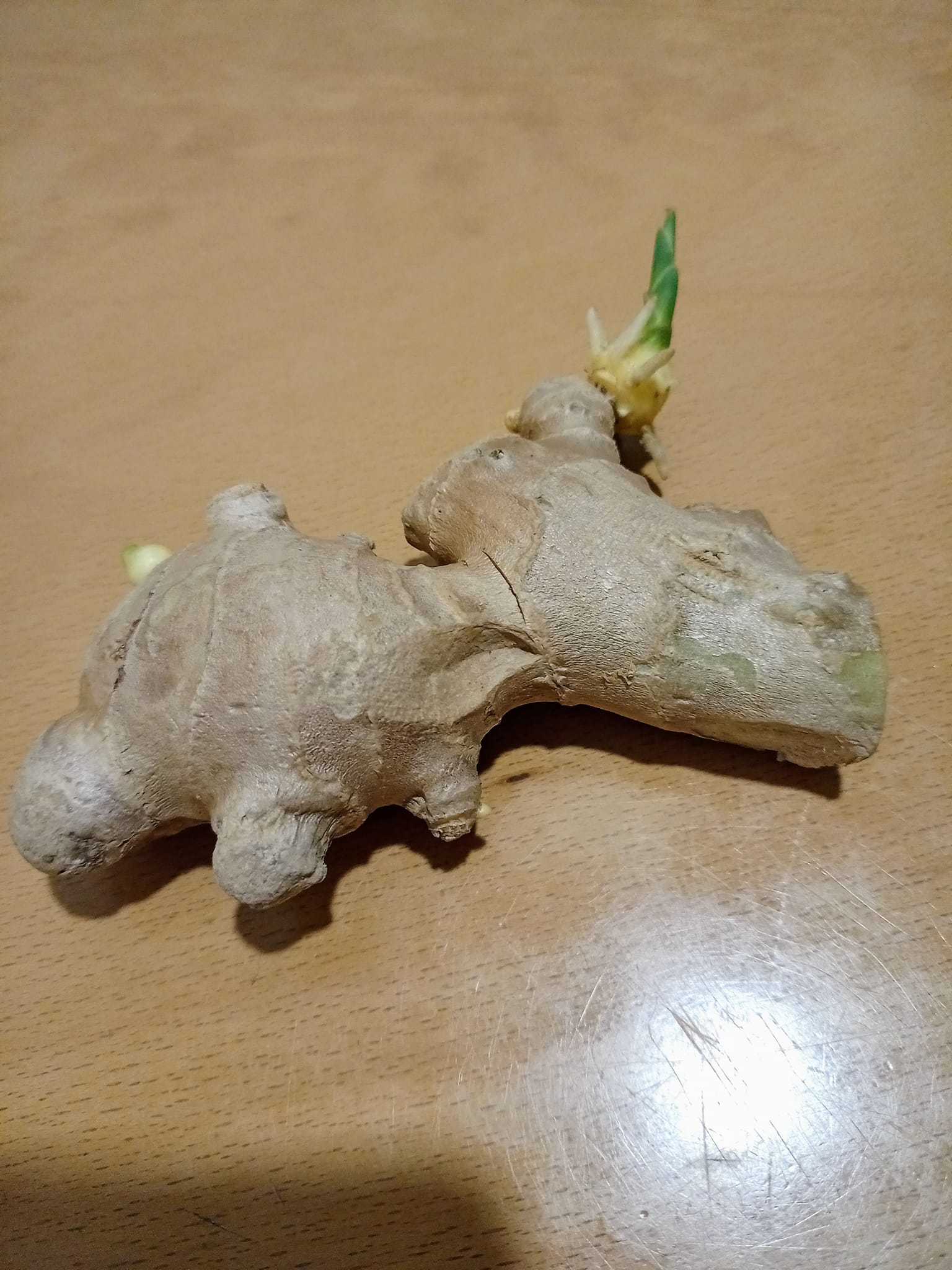 老薑長芽獨角獸