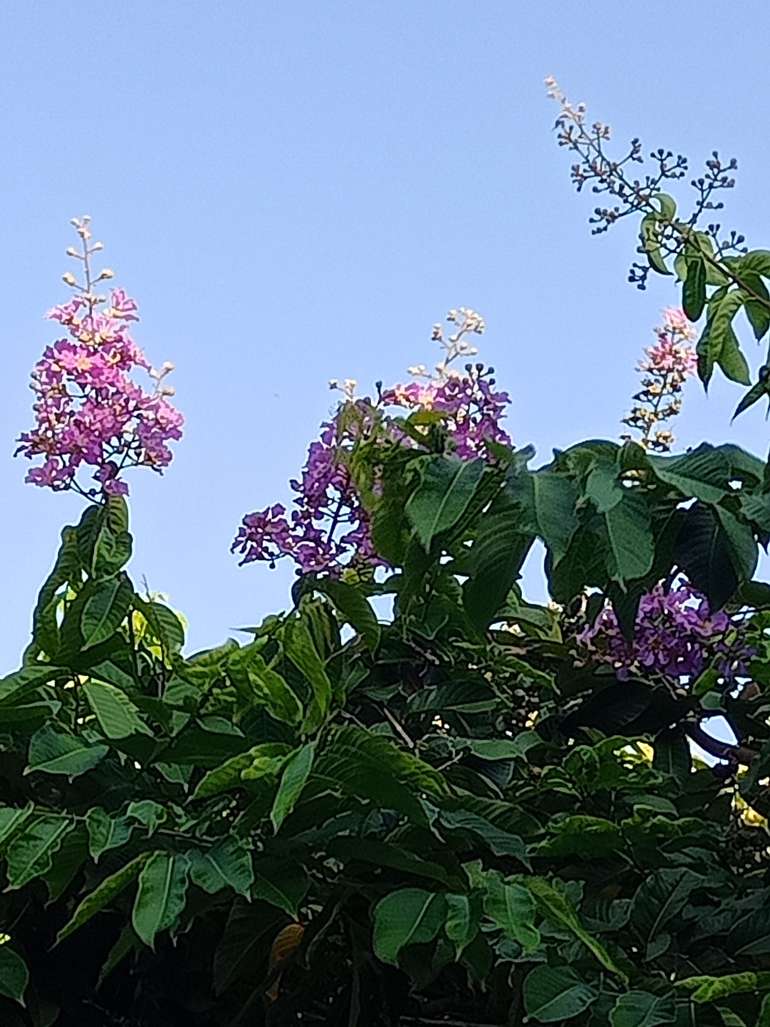 紫薇花與天爭高