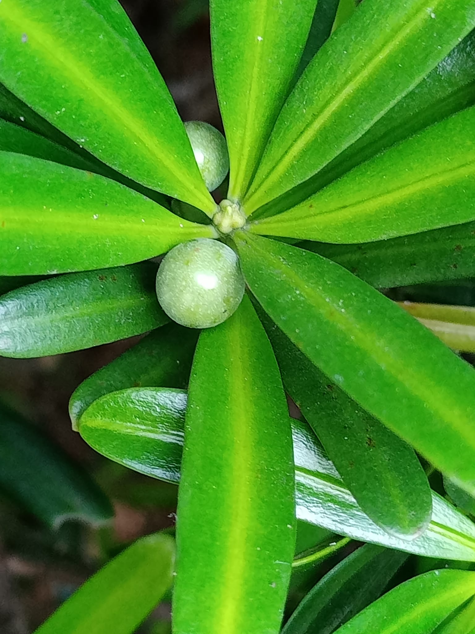 羅漢松，不是松