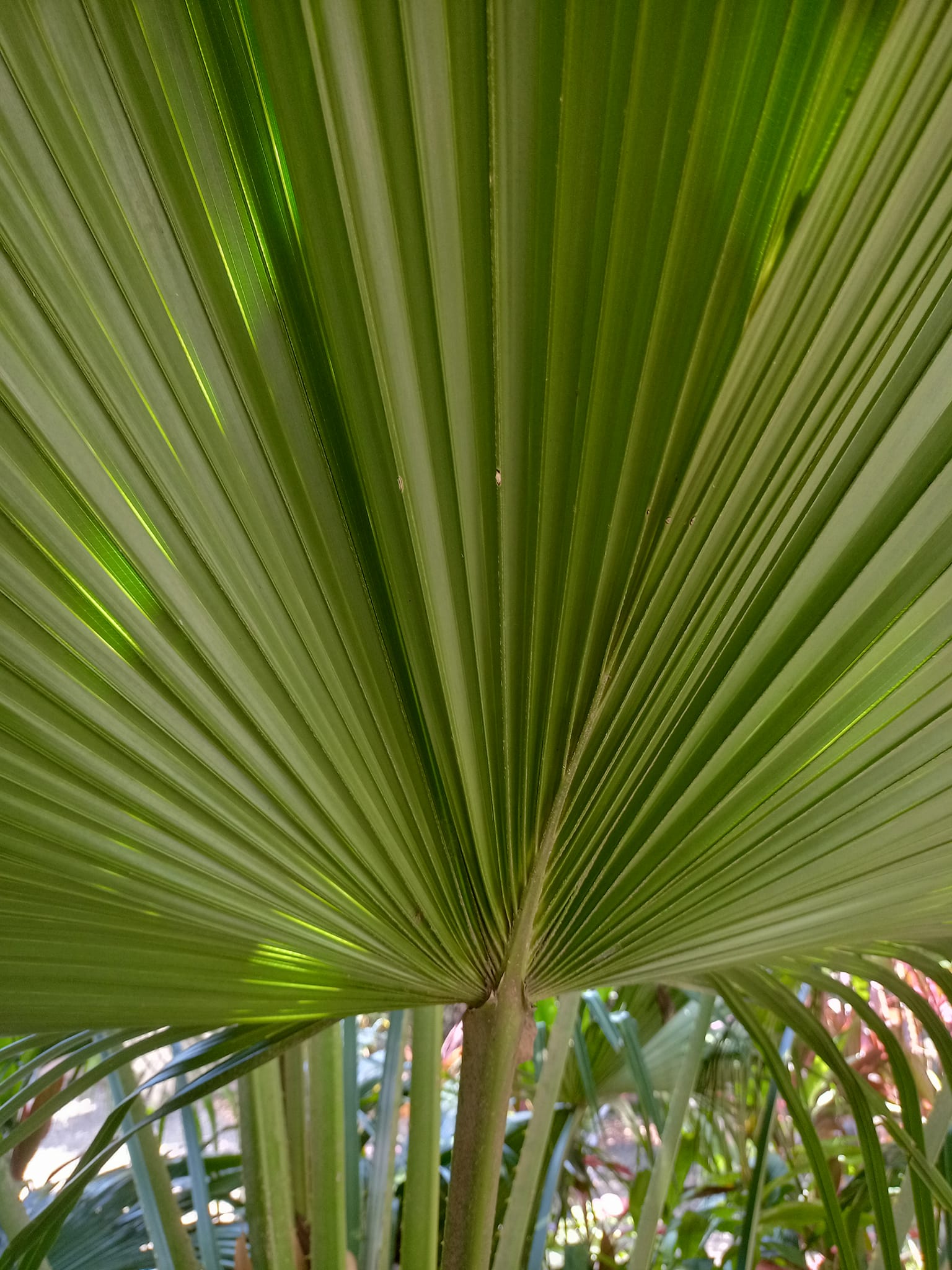 驚嘆蒲葵扇力量和活力象徵
