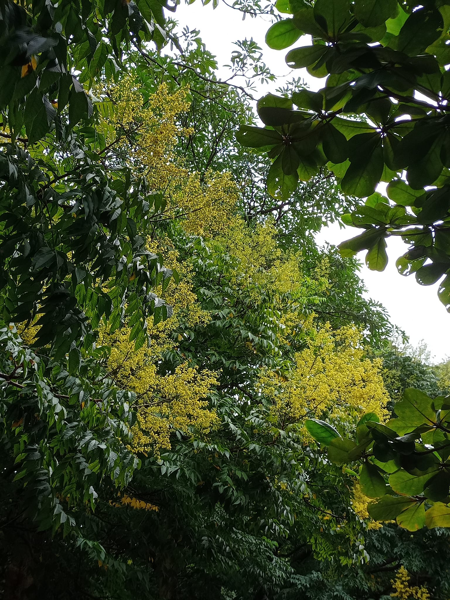 黃金火焰花讚嘆台灣欒樹