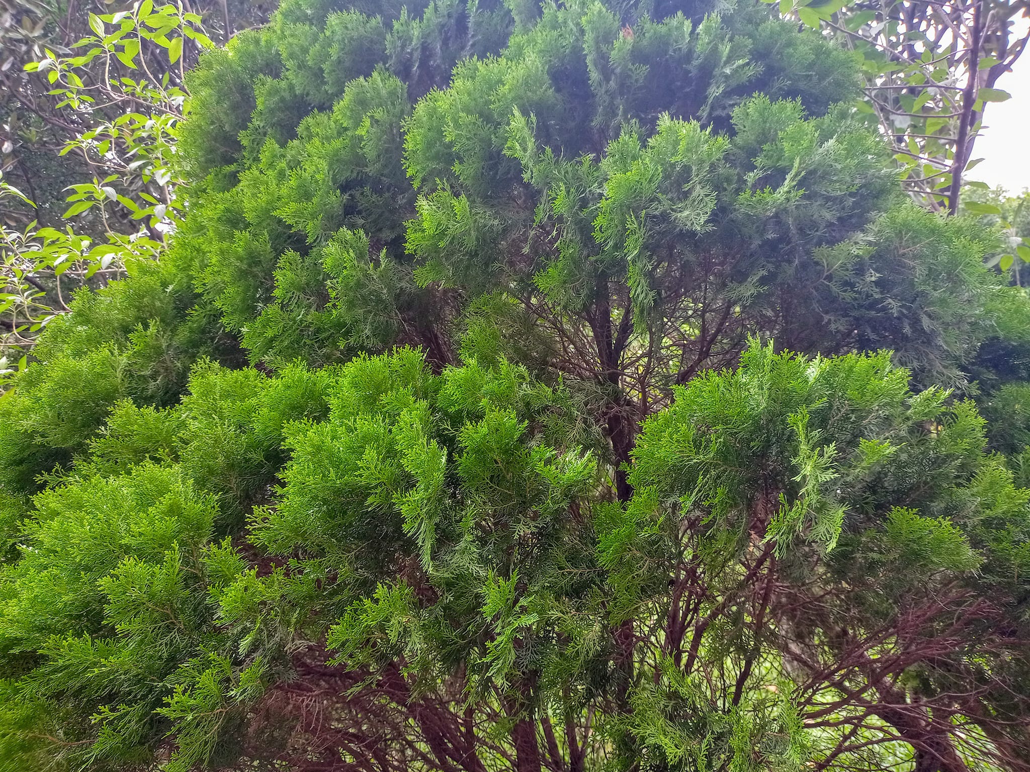 看側柏，吉祥樹