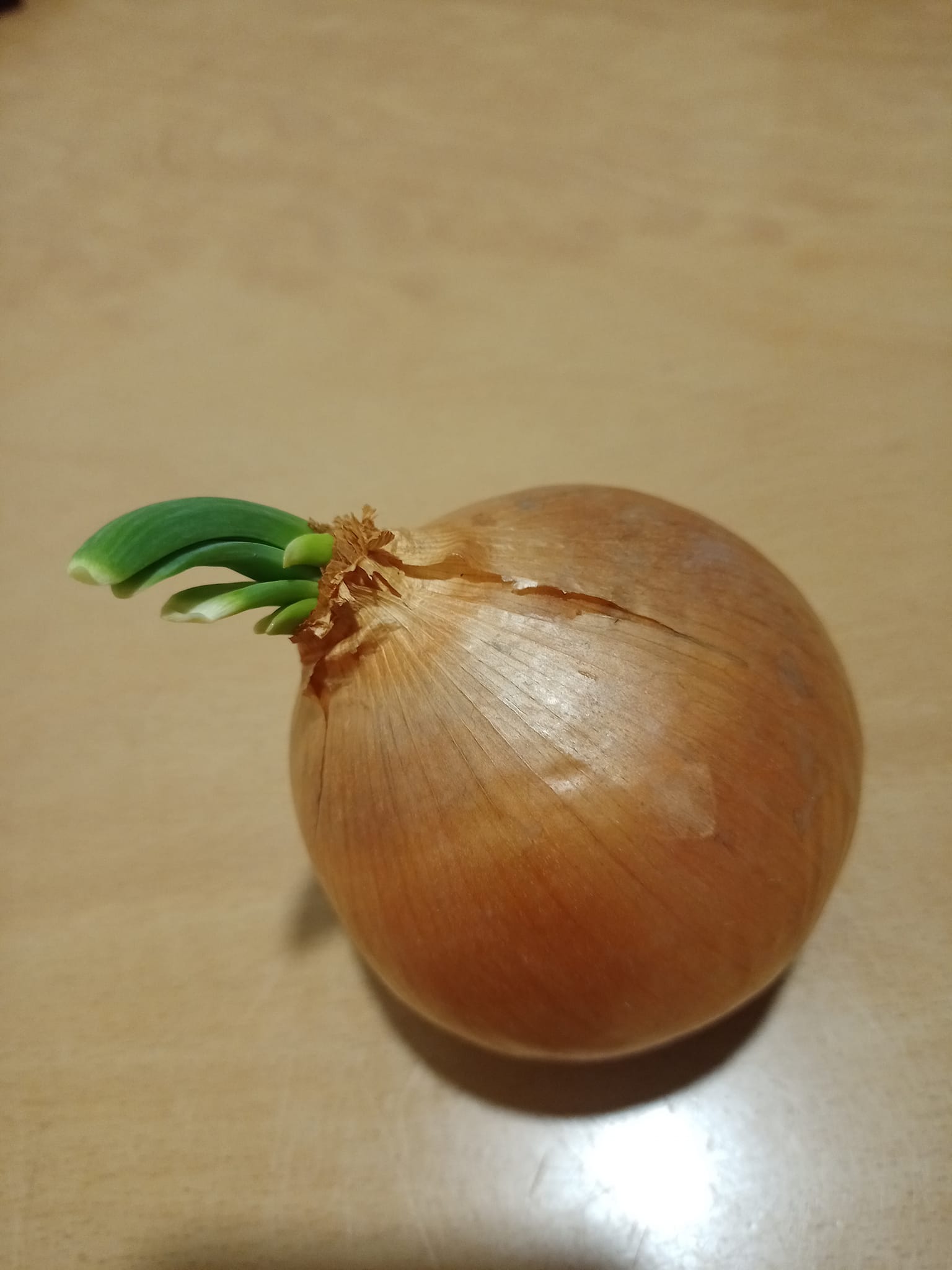 洋蔥長綠芽新生命新希望