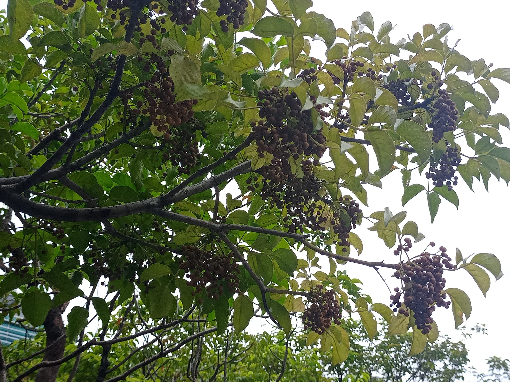 茄苳樹梢長葡萄