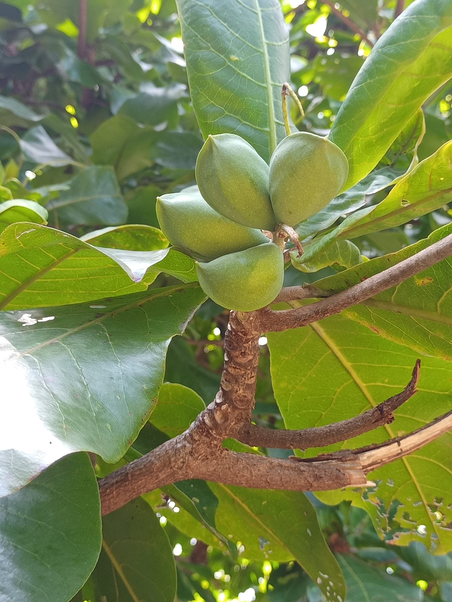 “懶人樹”結青果