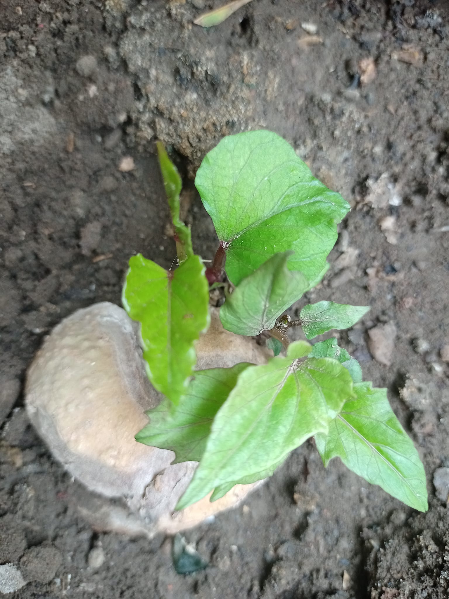 地瓜、番薯、蕃薯