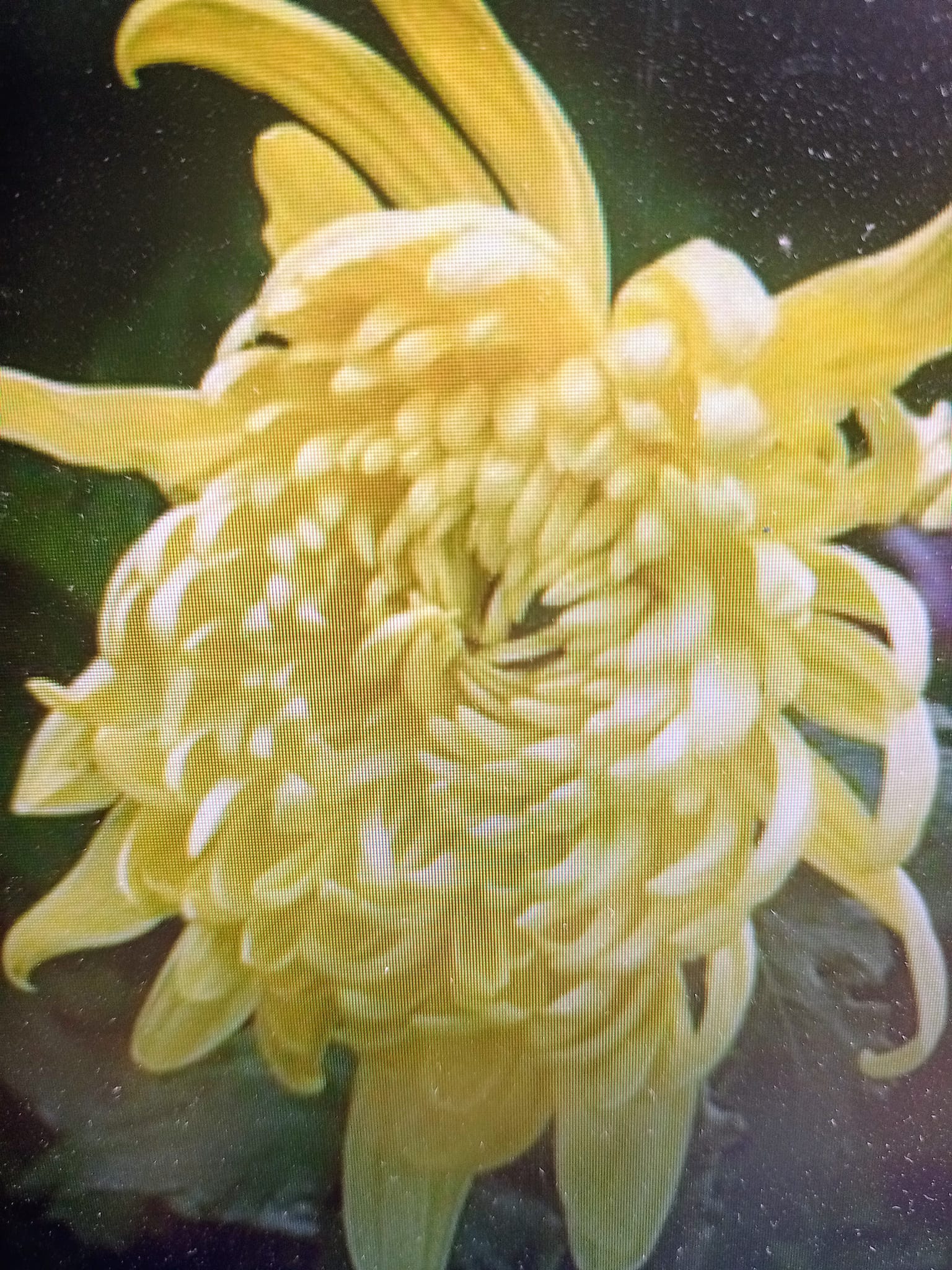 菊花原來是“壽客”