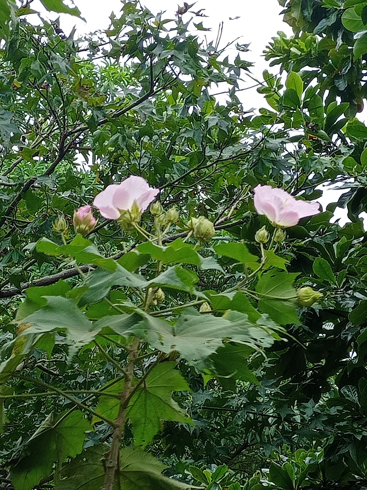 讚嘆木芙蓉秋色最佳者
