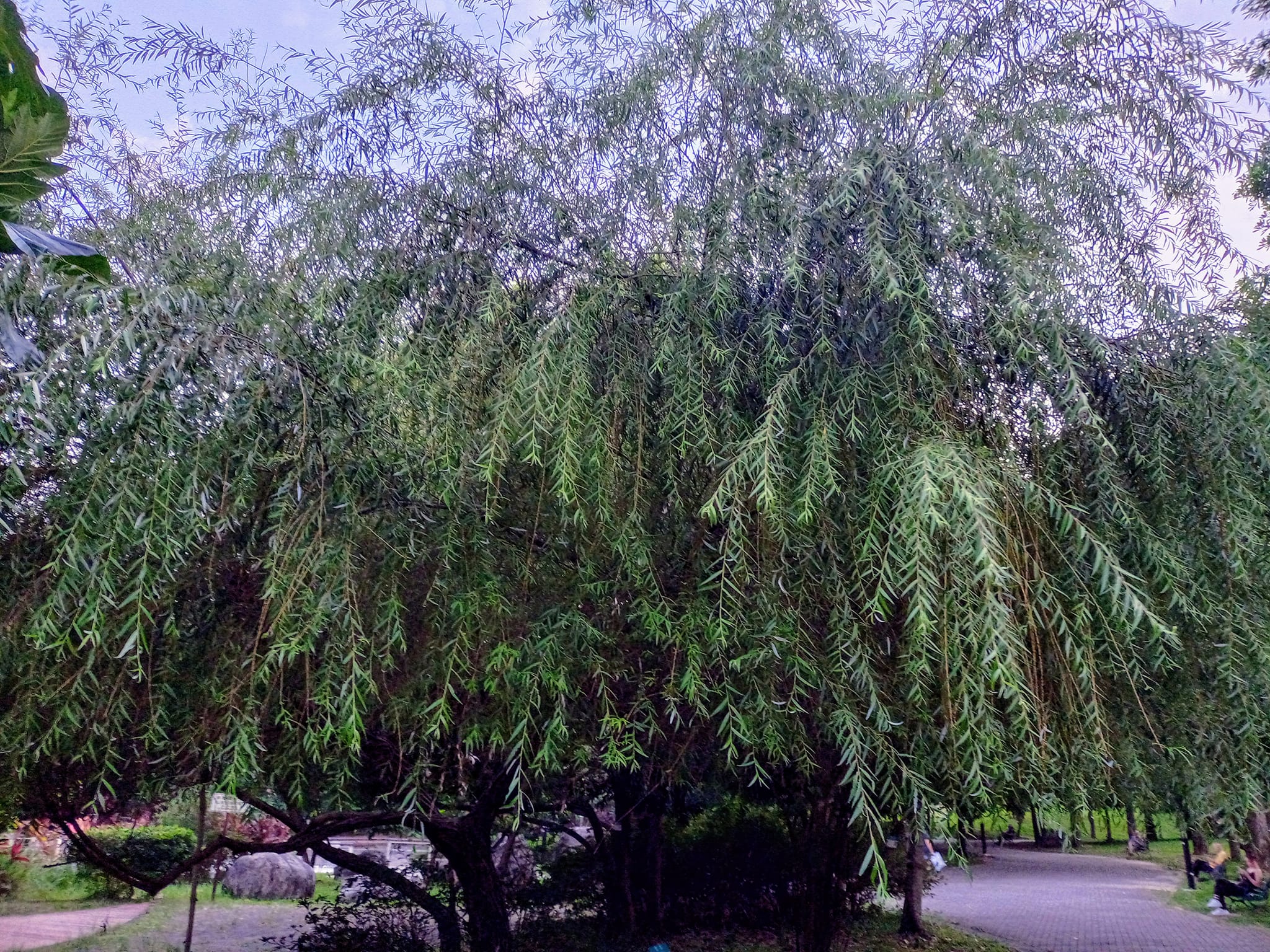 看垂柳，無憂避險