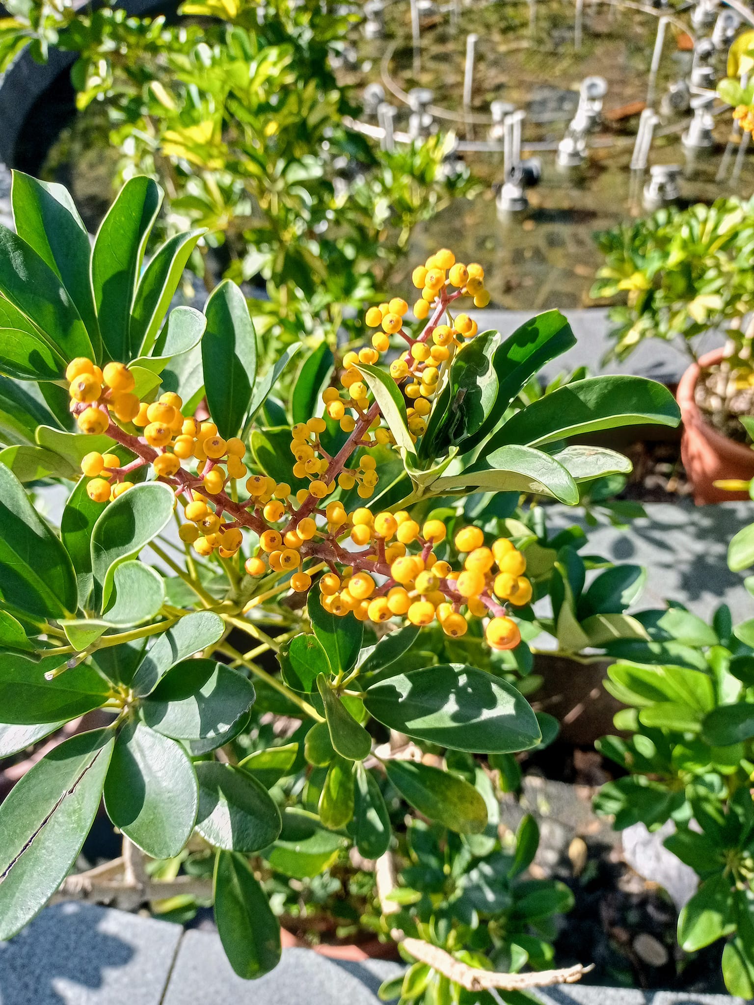 冬天串串黃金果實