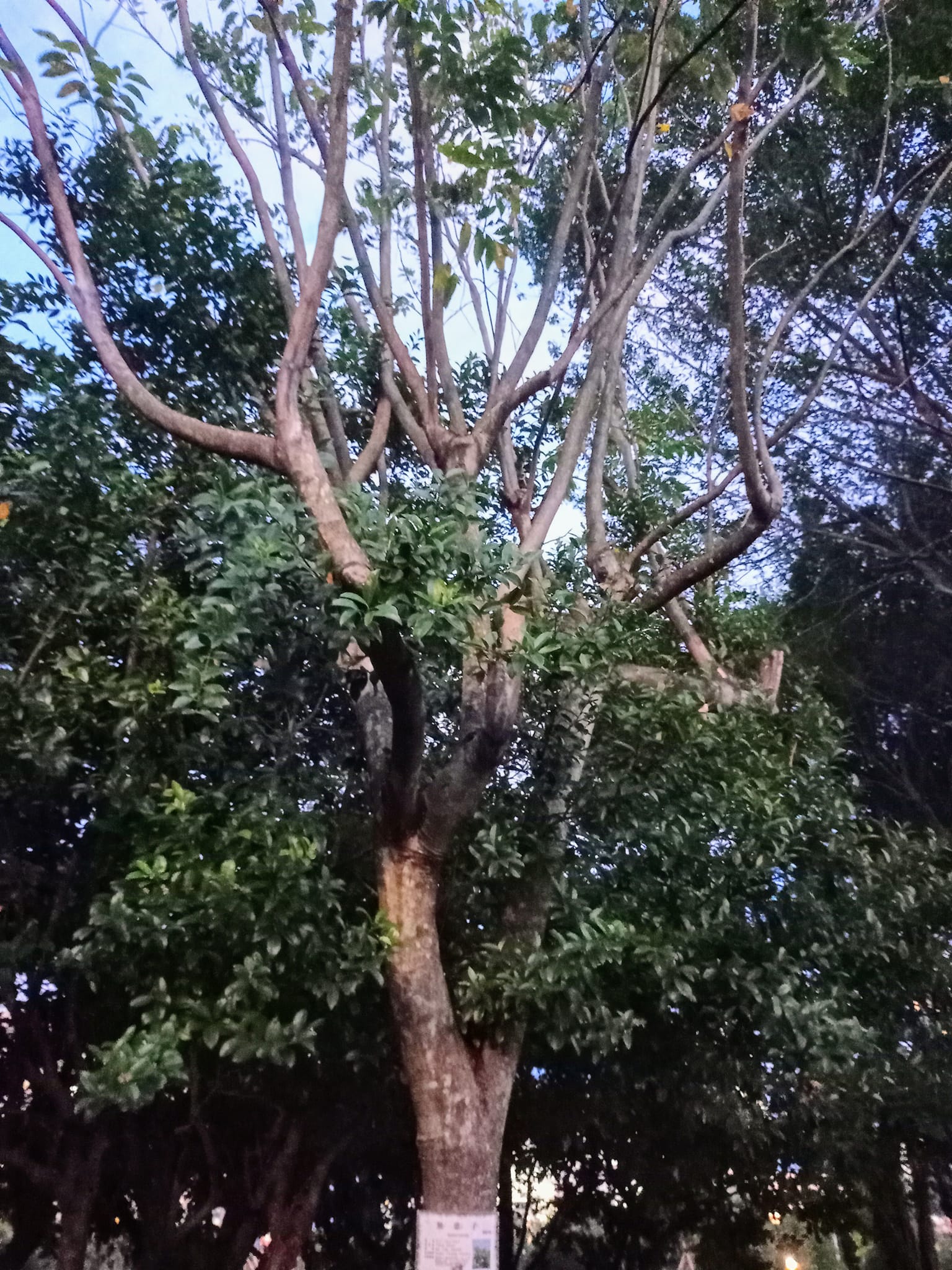 鬼見愁？無患子樹