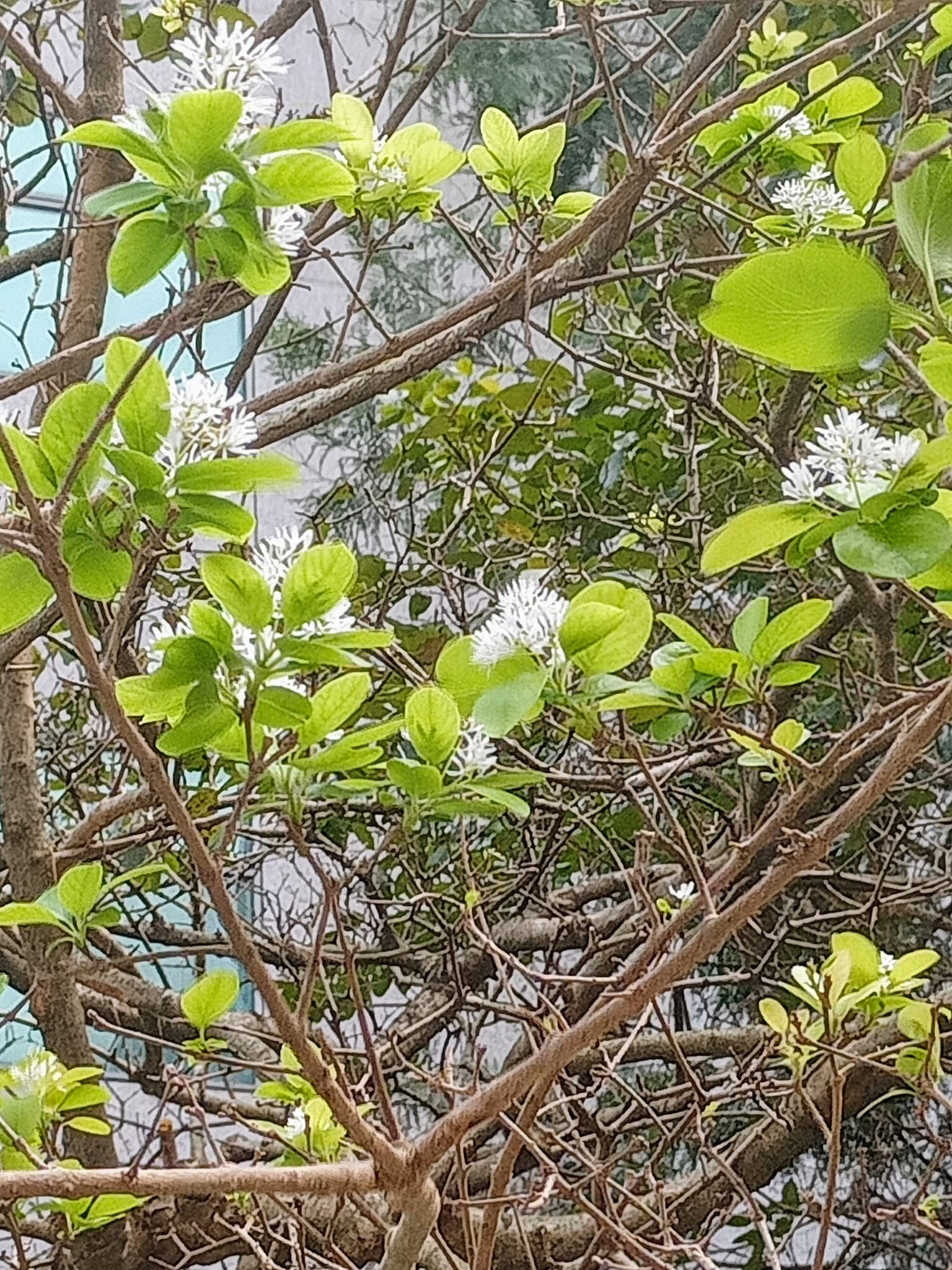 驚艷流蘇樹春末花，搶冬開