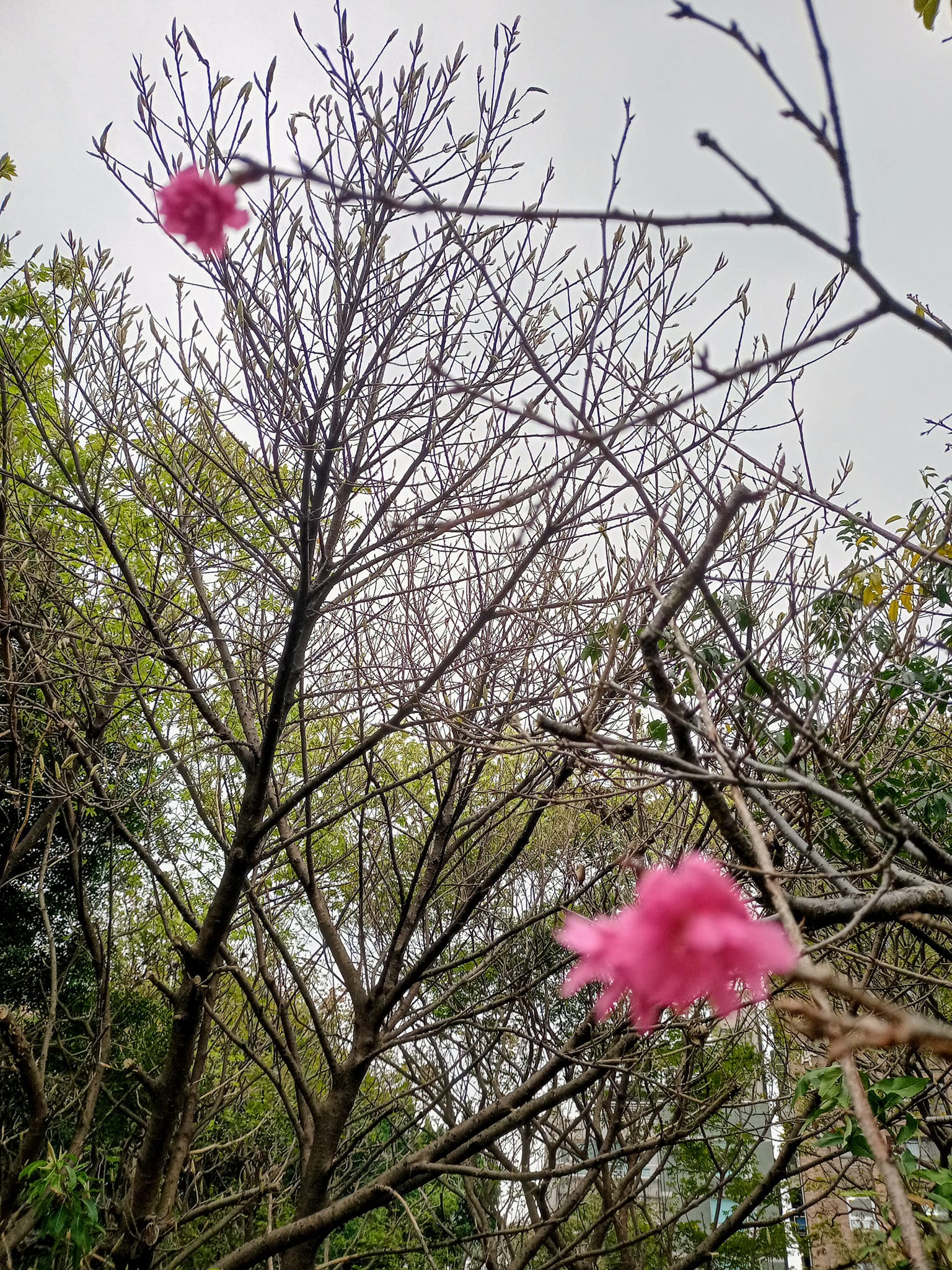 不畏冷氣團來襲