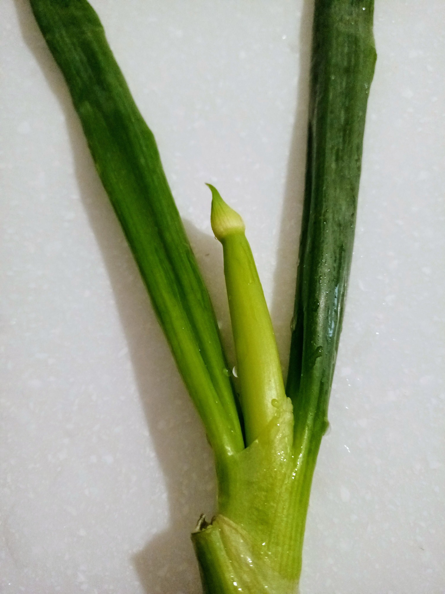 青蔥吐翠筆吉祥的徵兆