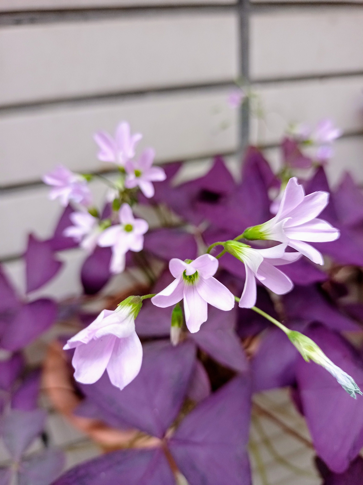 紫葉醡漿草開花