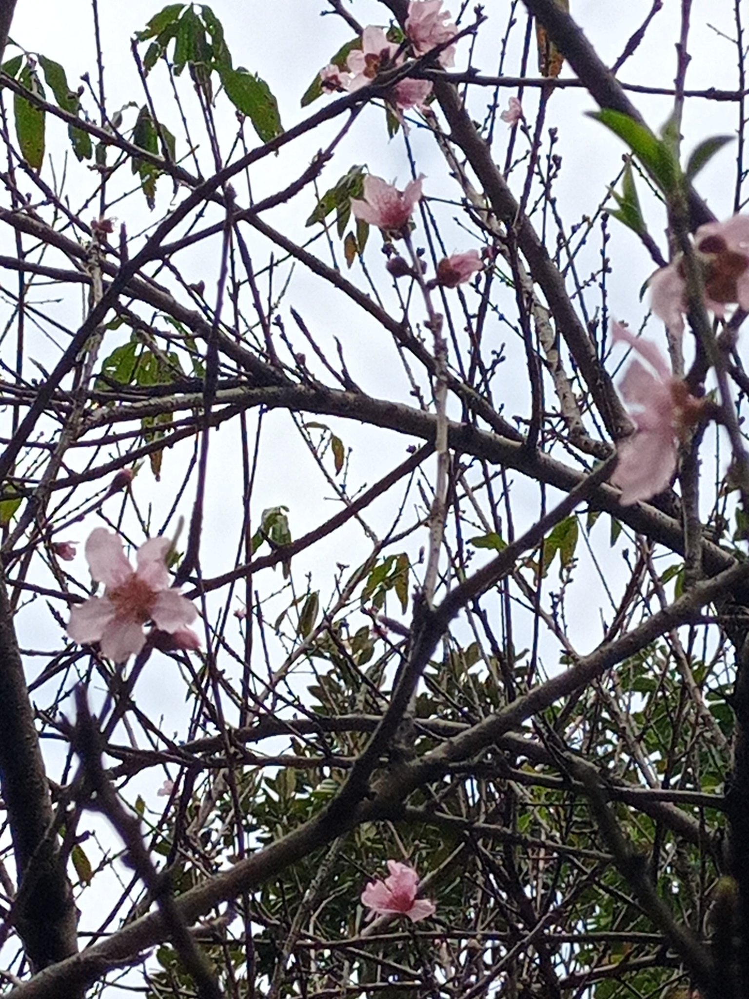 桃花開了，多樣情