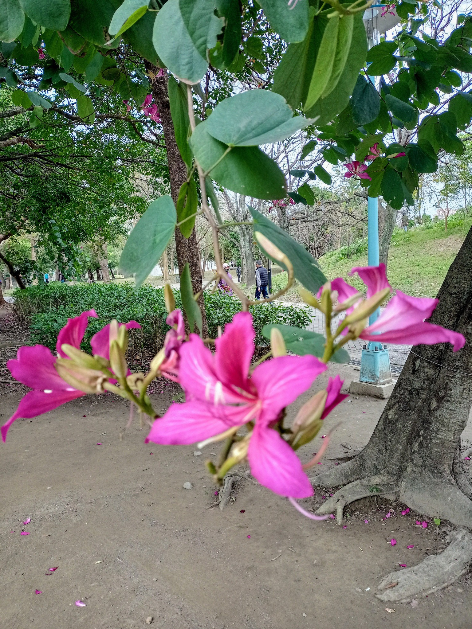 豔紫荊，接地氣