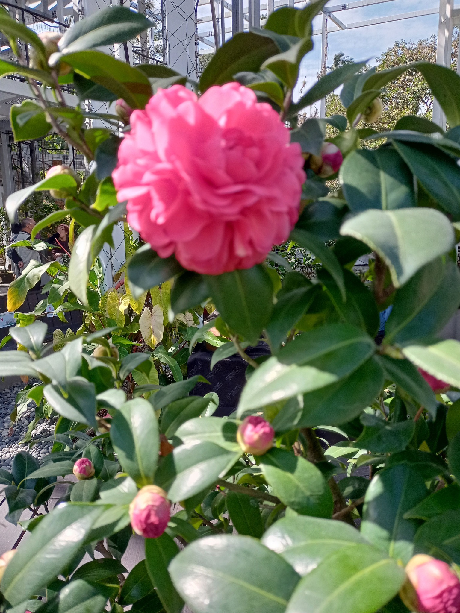 紅山茶花，有德